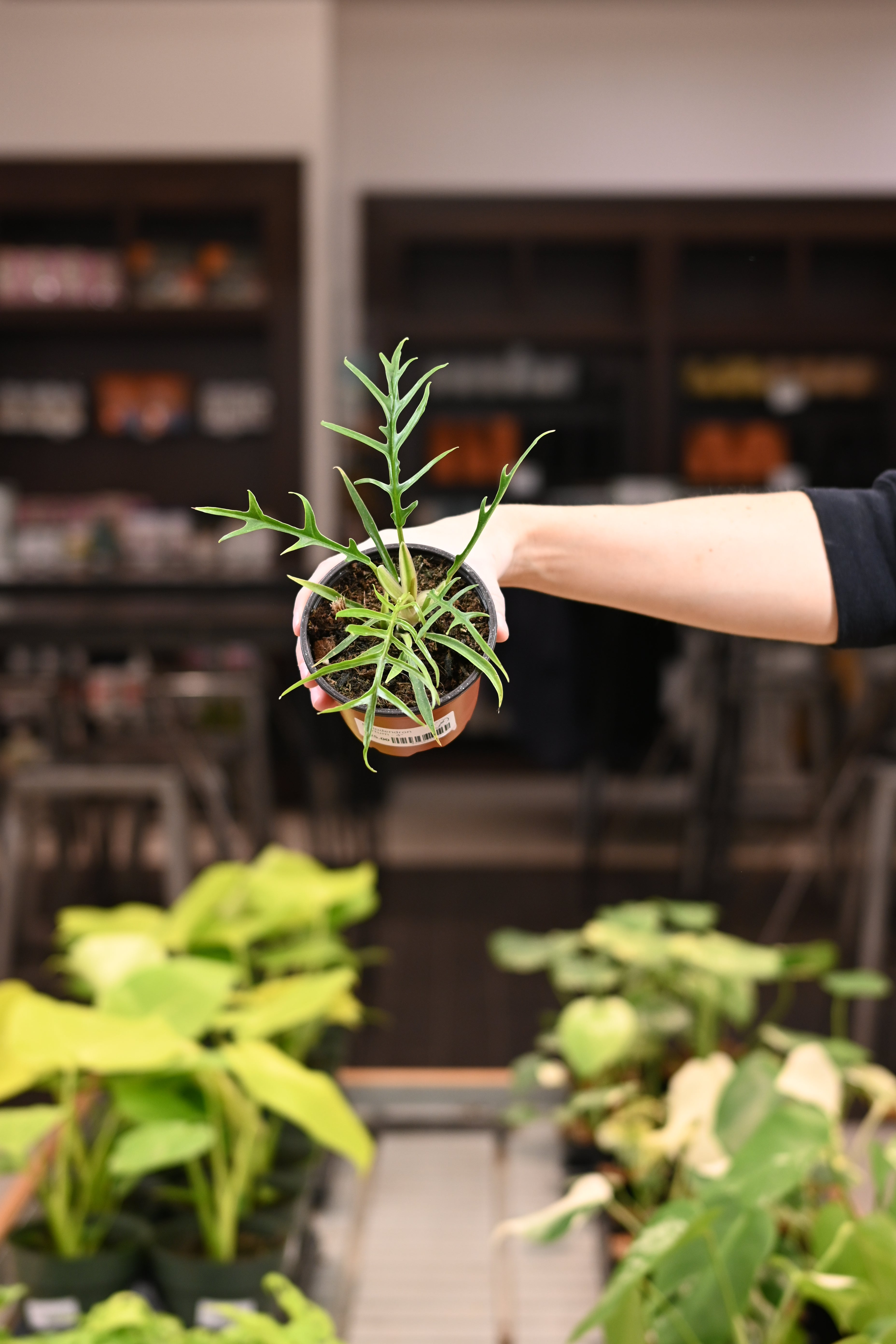 Philodendron Tortum