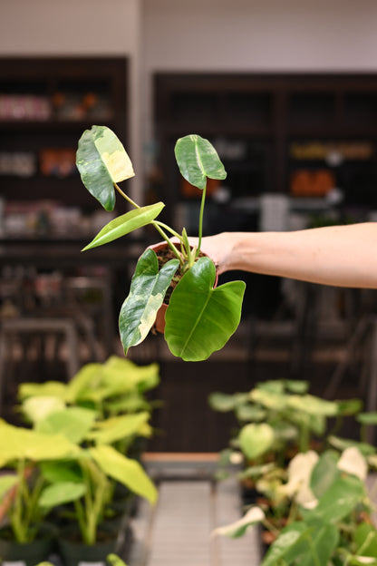Philodendron Variegated Burle Marx