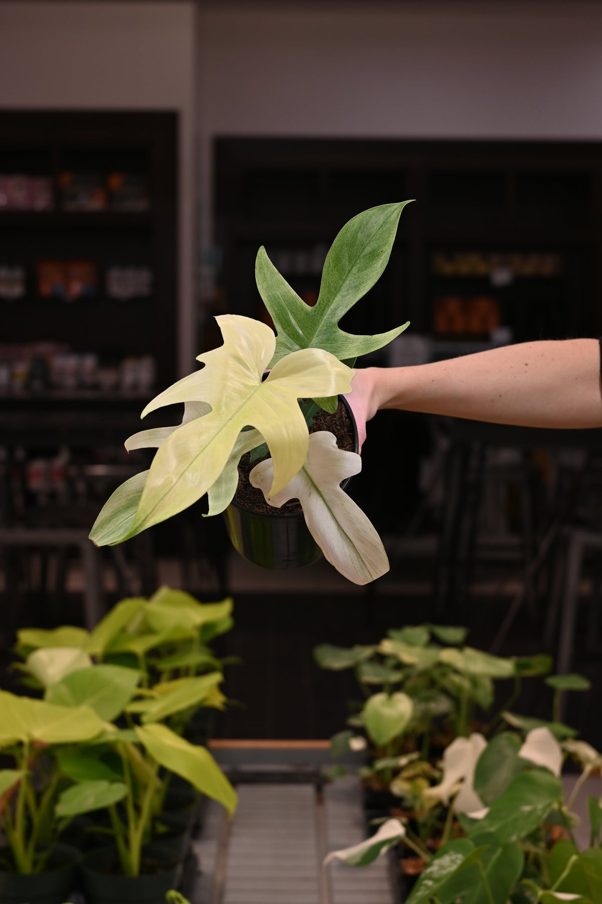 Philodendron Florida Ghost – Lost in the Forrest display picture 1