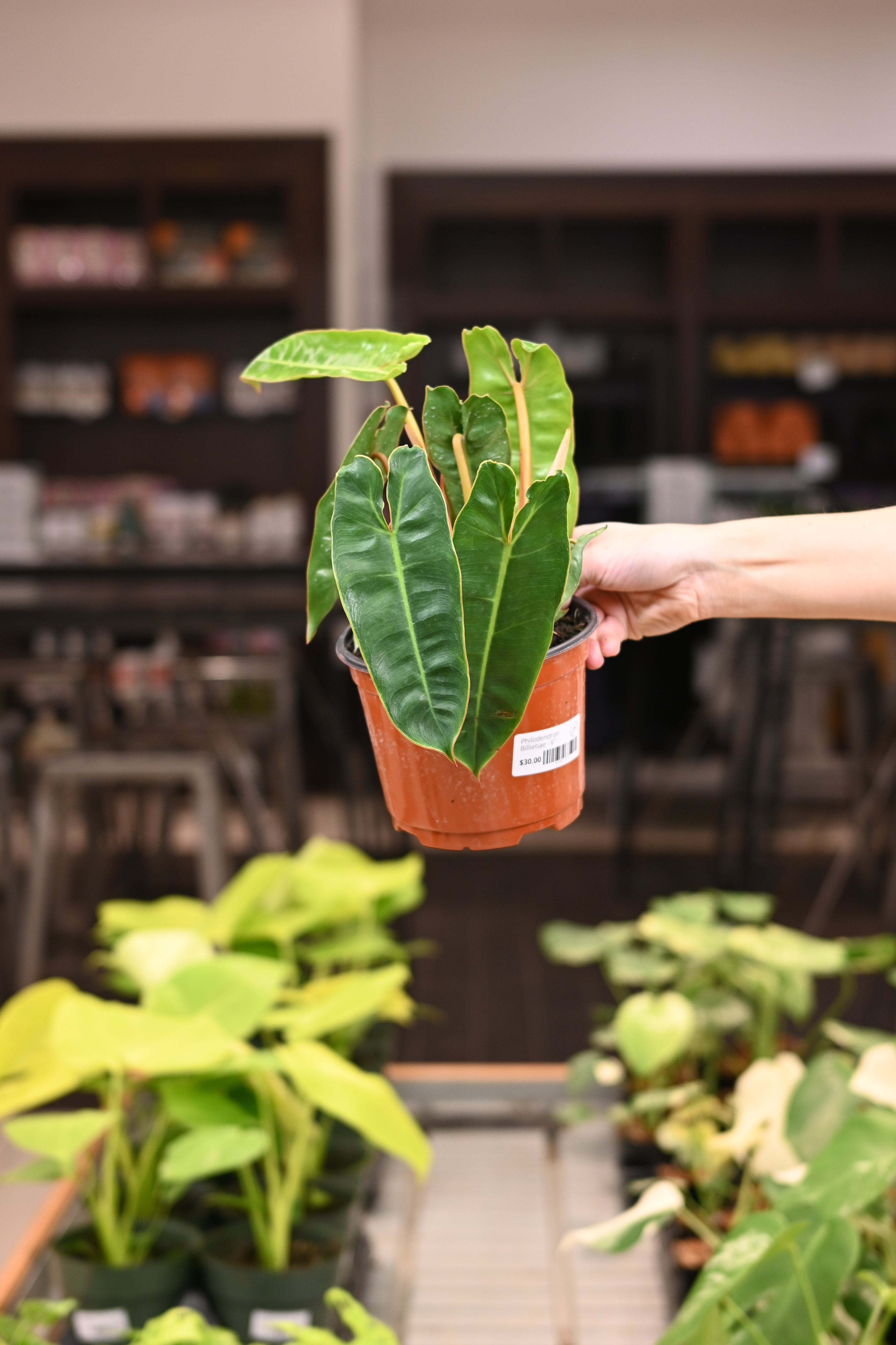 Philodendron Billietiae
