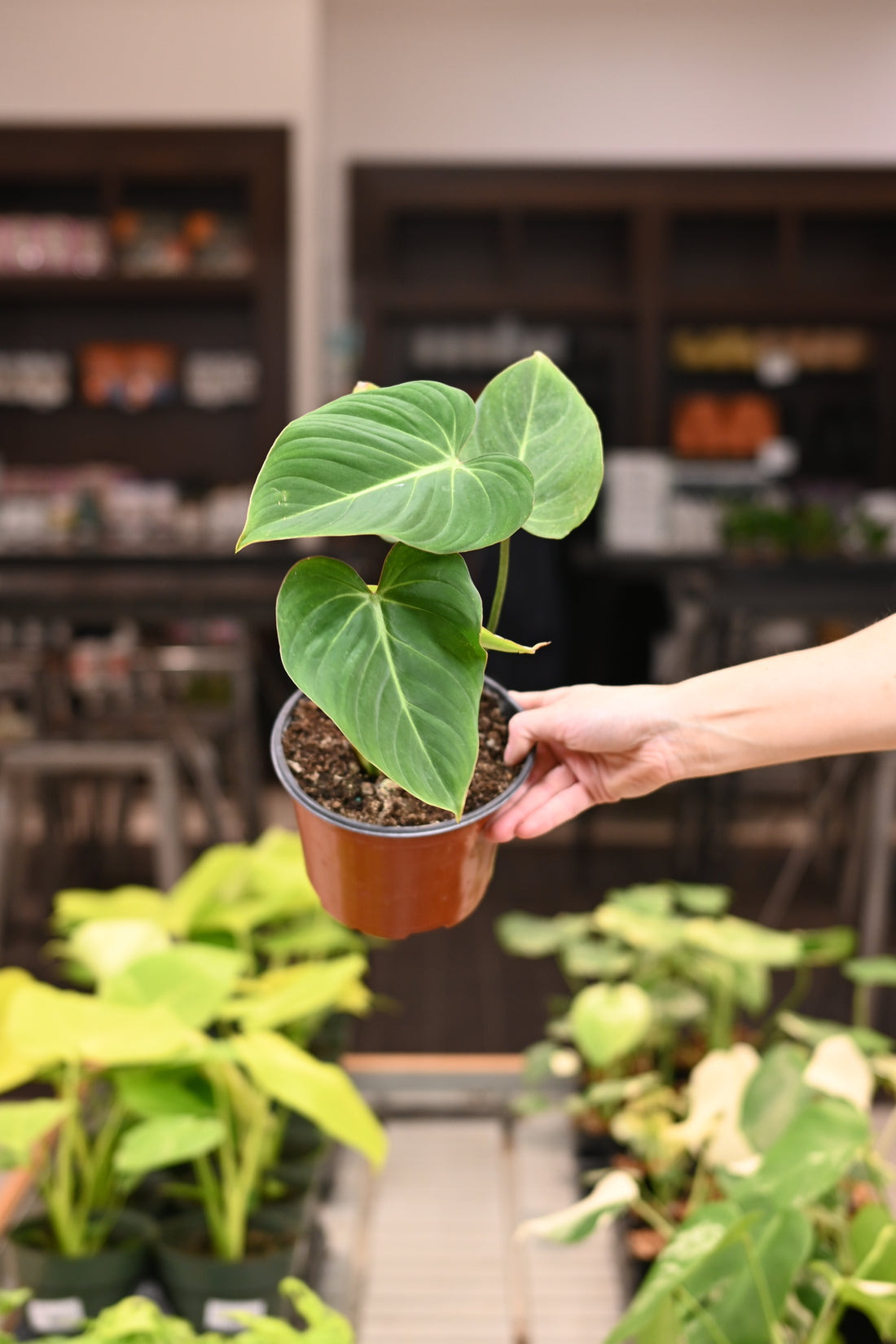 Philodendron Gloriosum