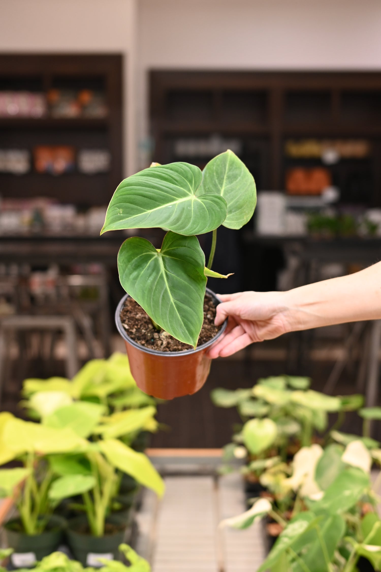Philodendron Gloriosum