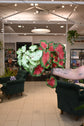 Caladium Assorted
