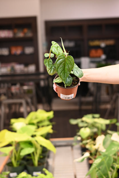 Philodendron Majestic