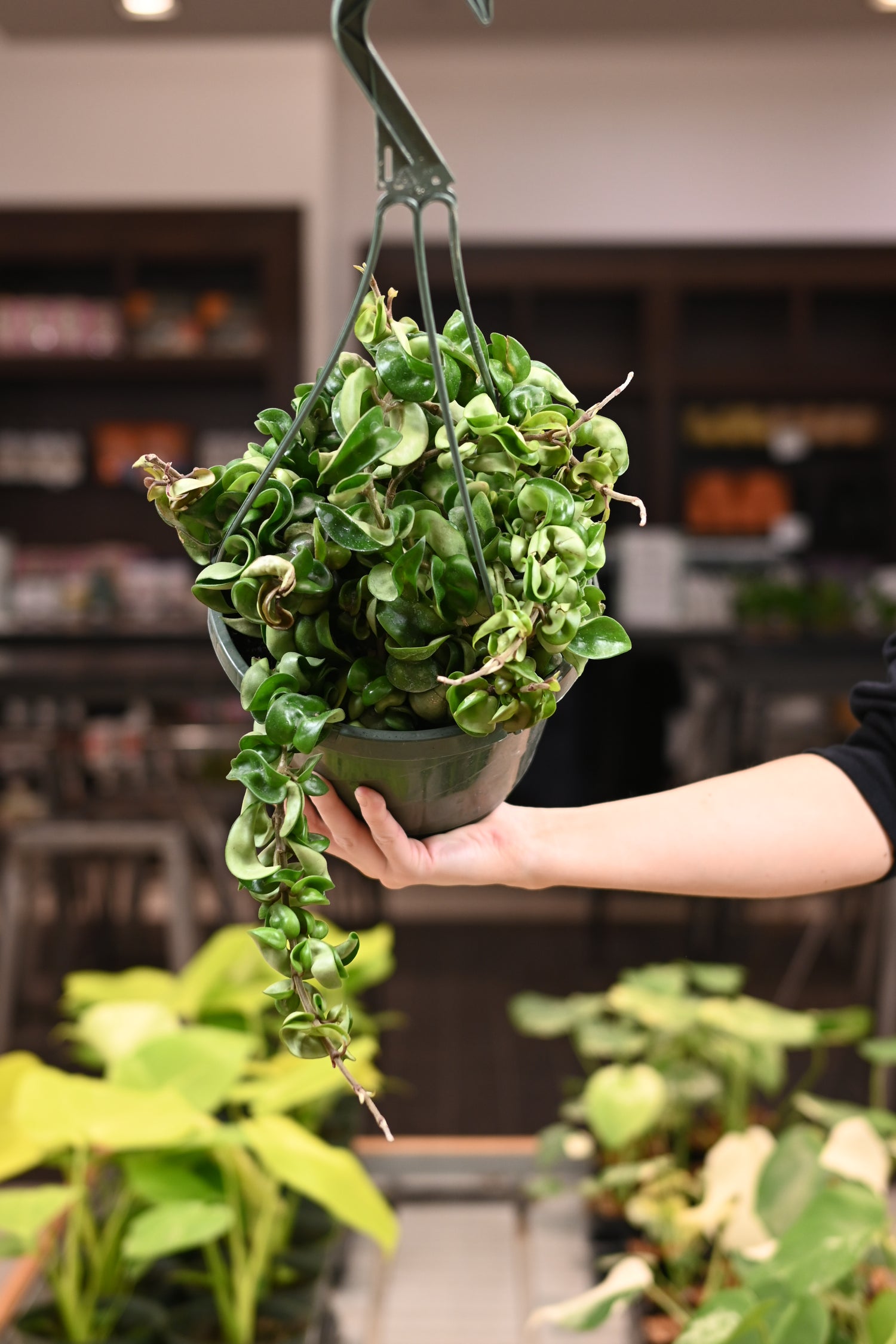 Hoya Compacta