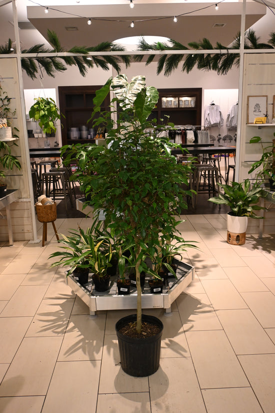Ficus Benji
