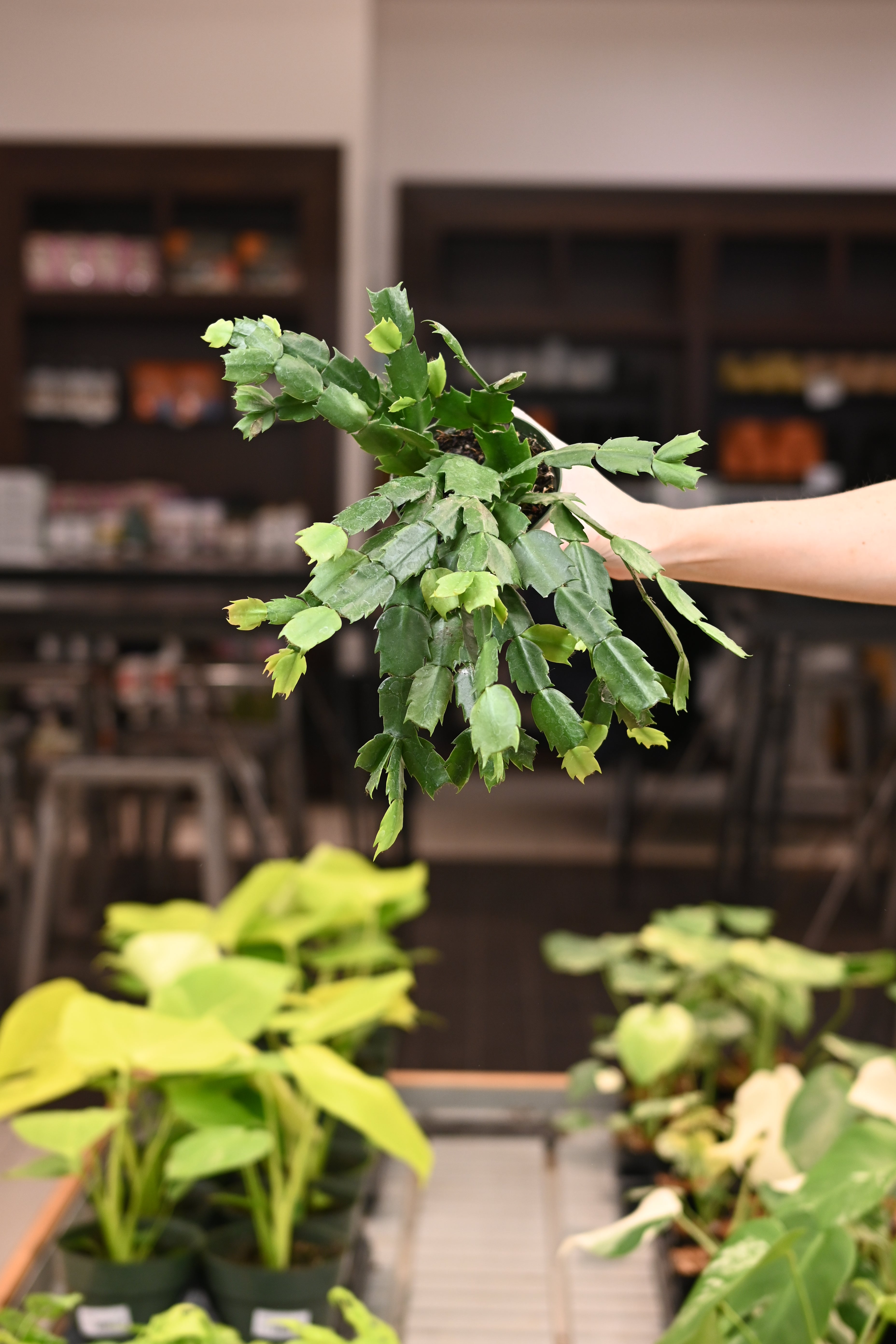 Holiday Cactus