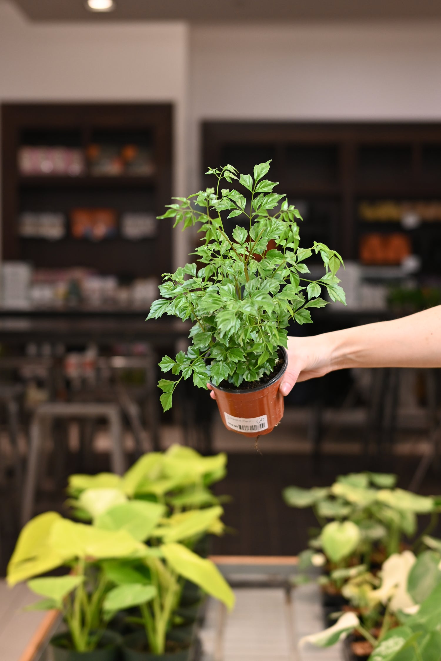China Doll Plant