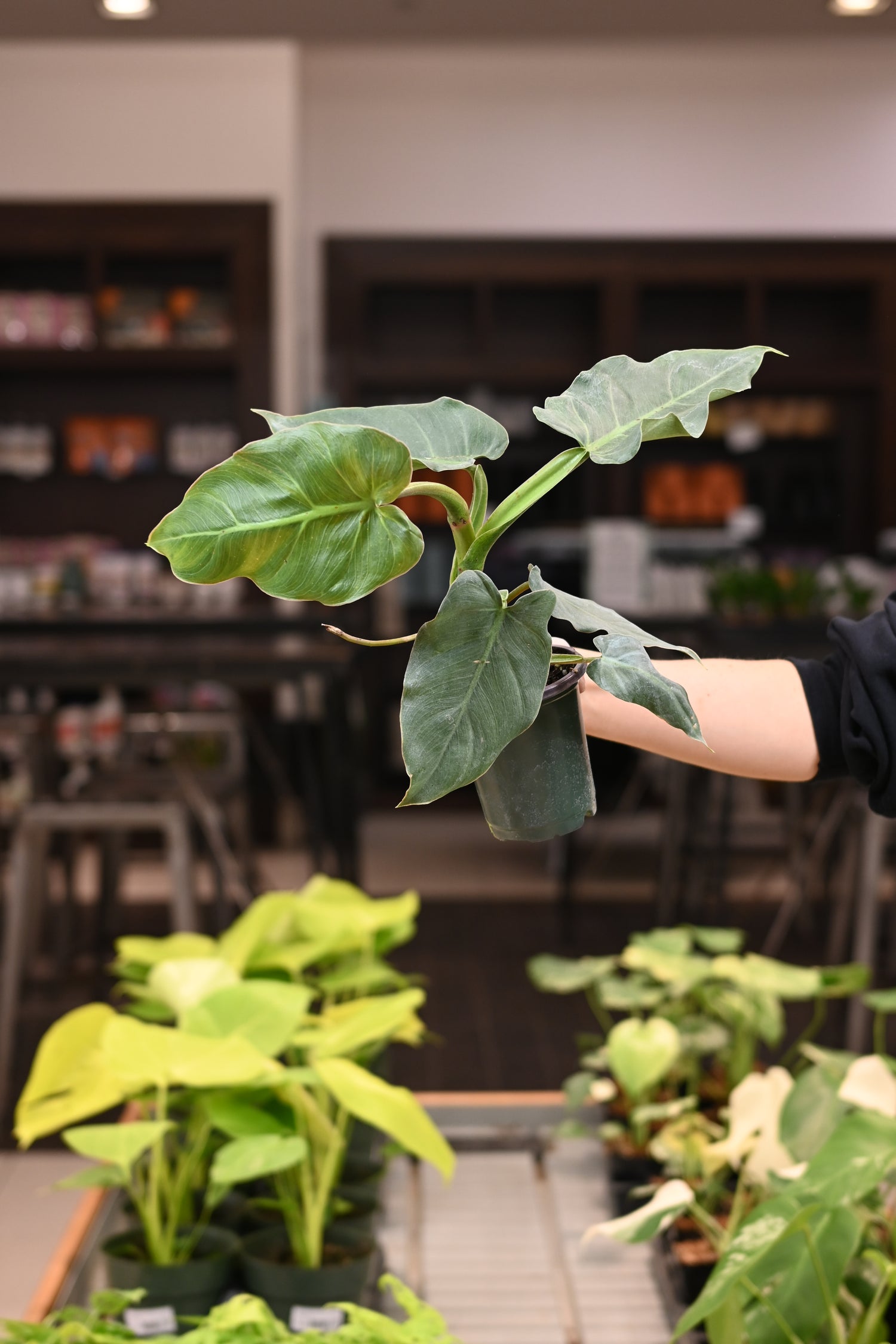 Philodendron Maximum