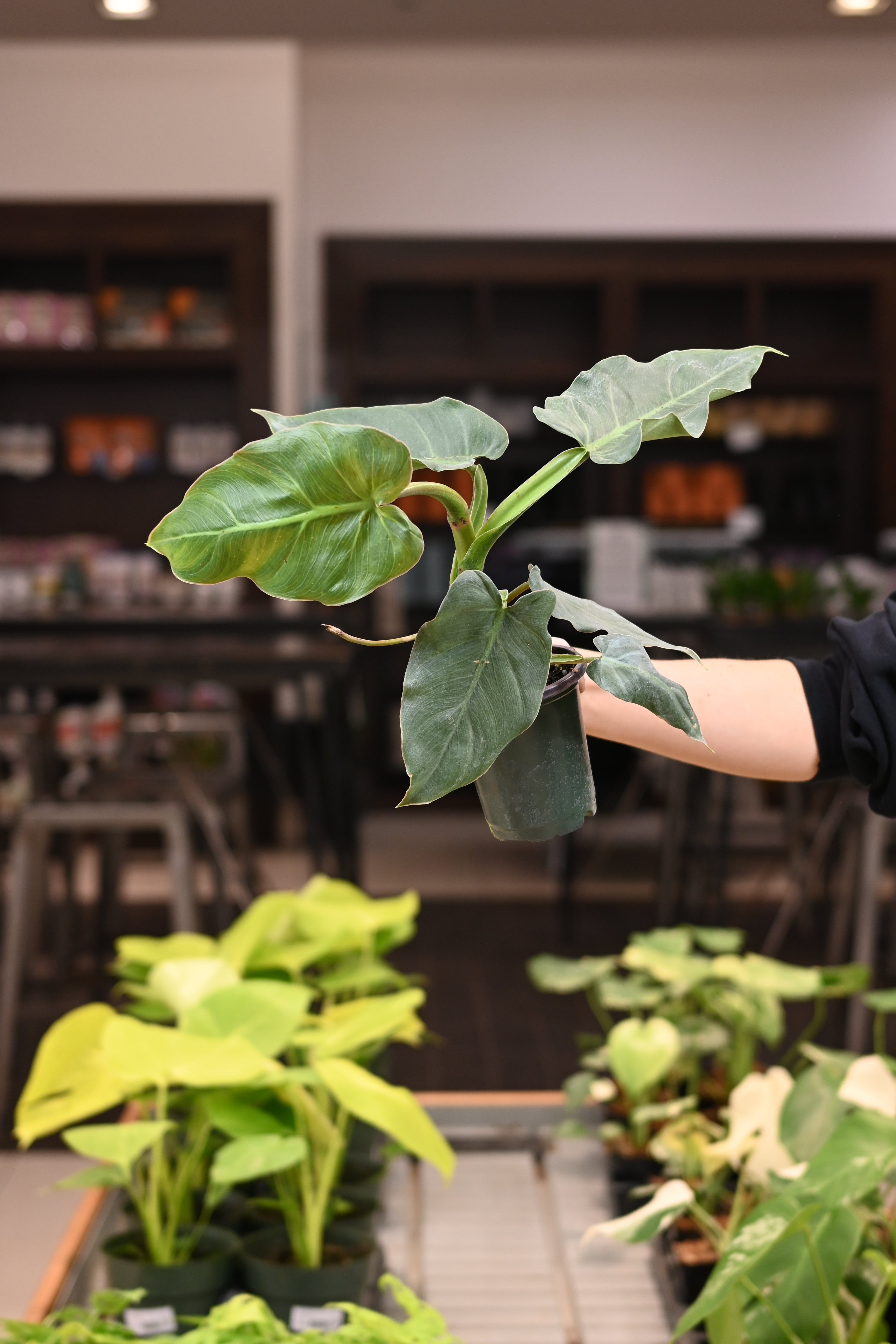Philodendron Maximum