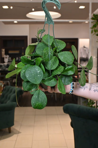 Hoya Obovata