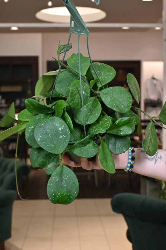 Hoya Obovata