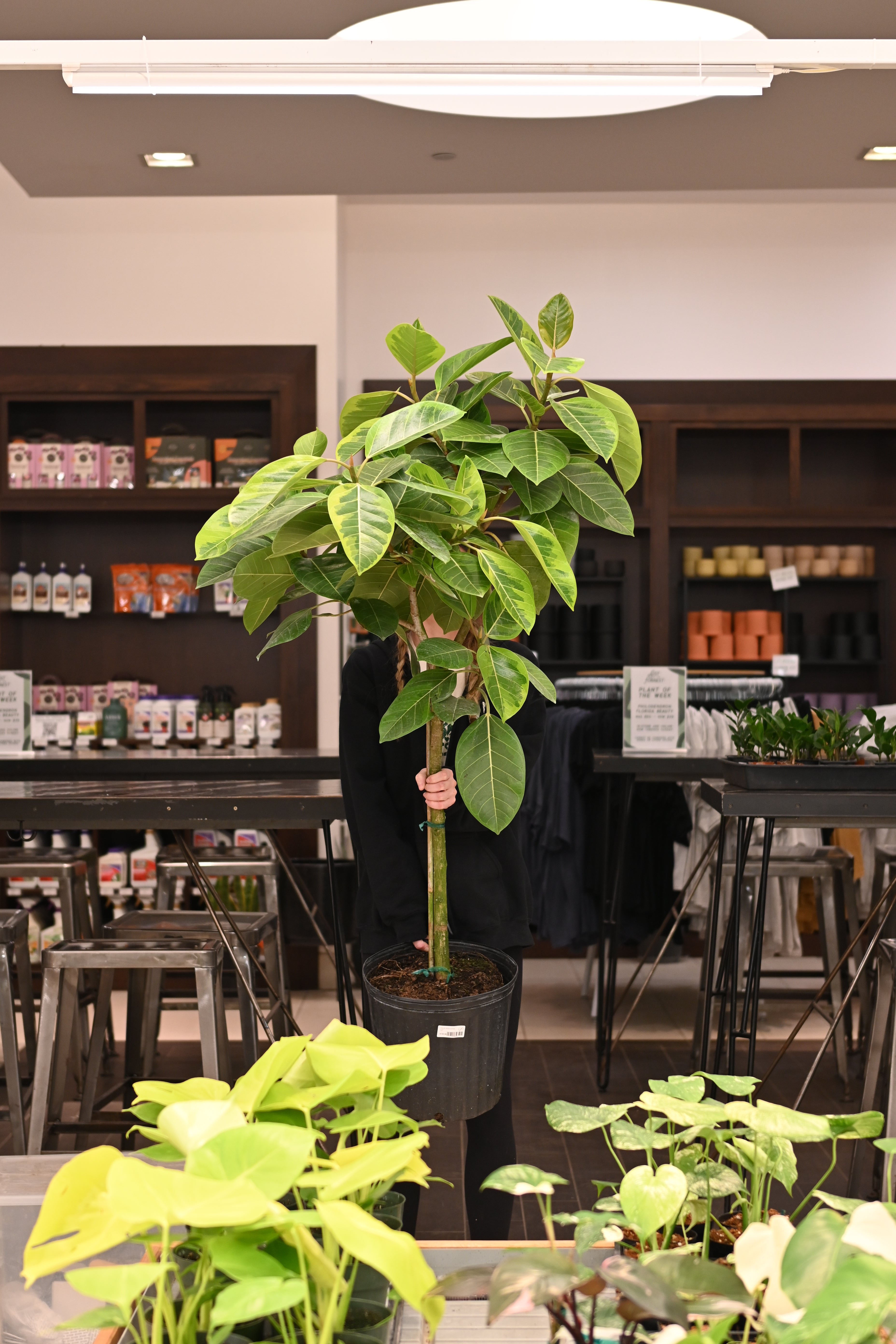Ficus Altissima – Lost in the Forrest