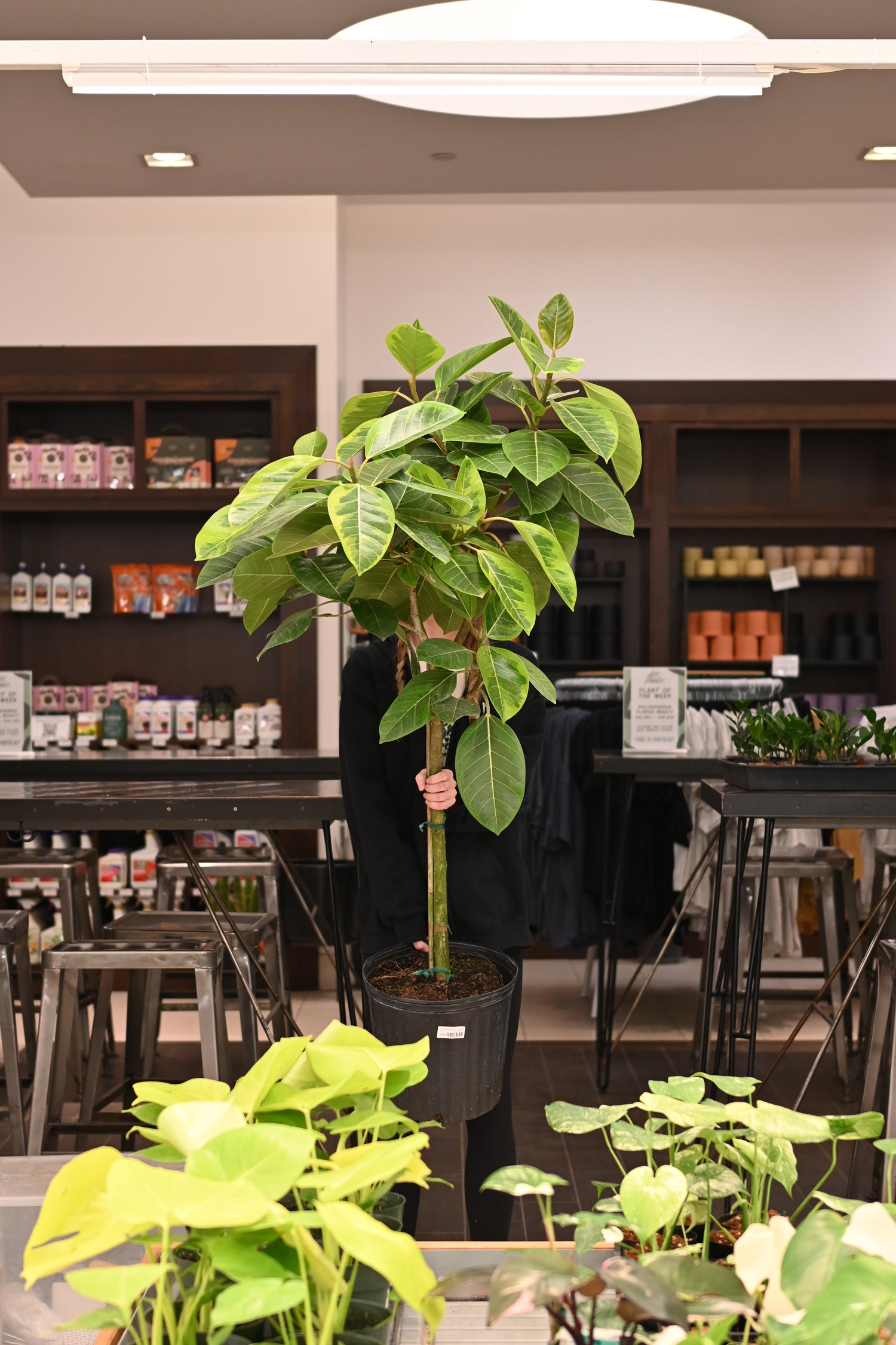 ficus altissima cuidados Ficus Altissima – Lost in the Forrest