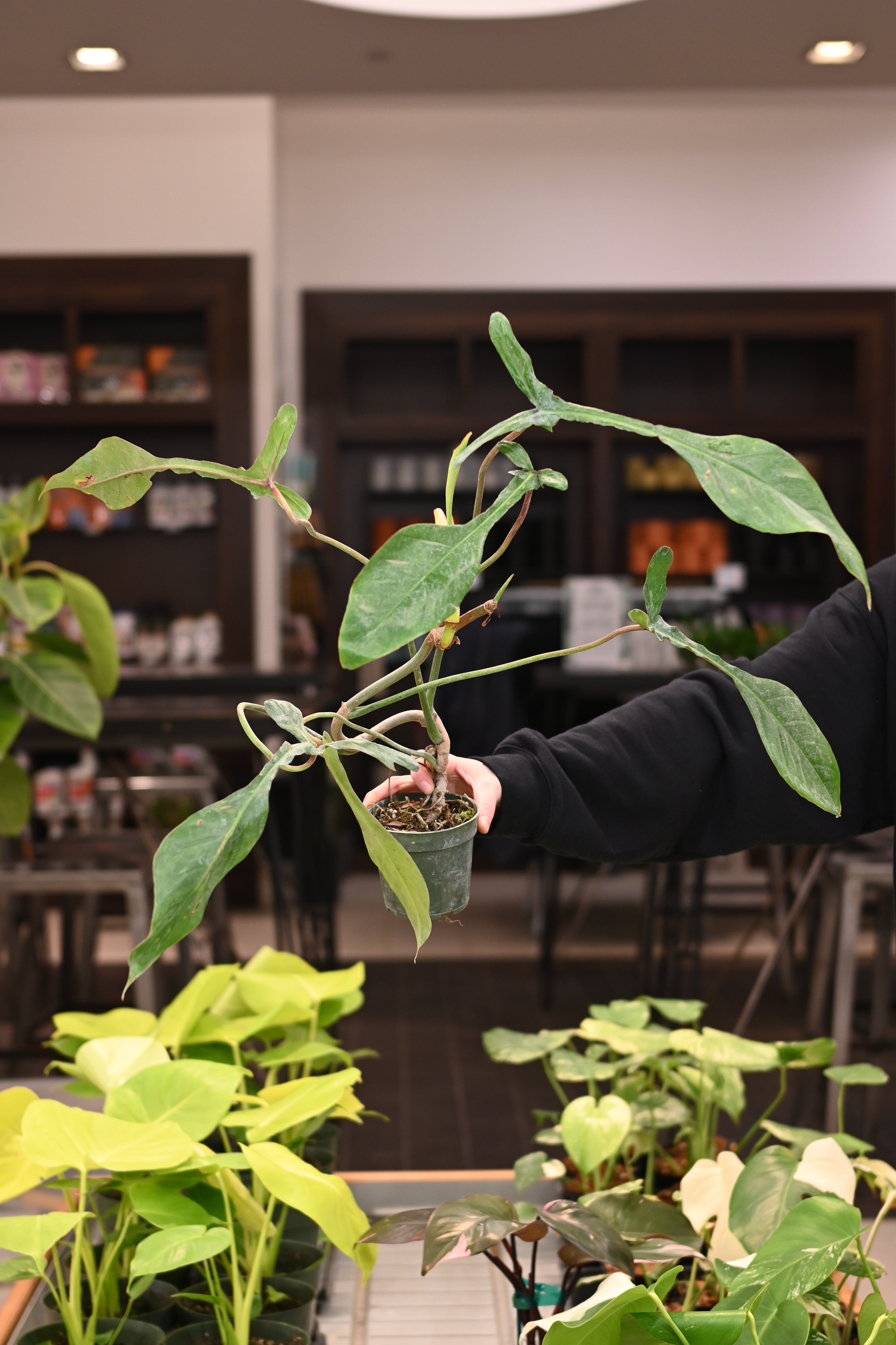 Philodendron Joepii
