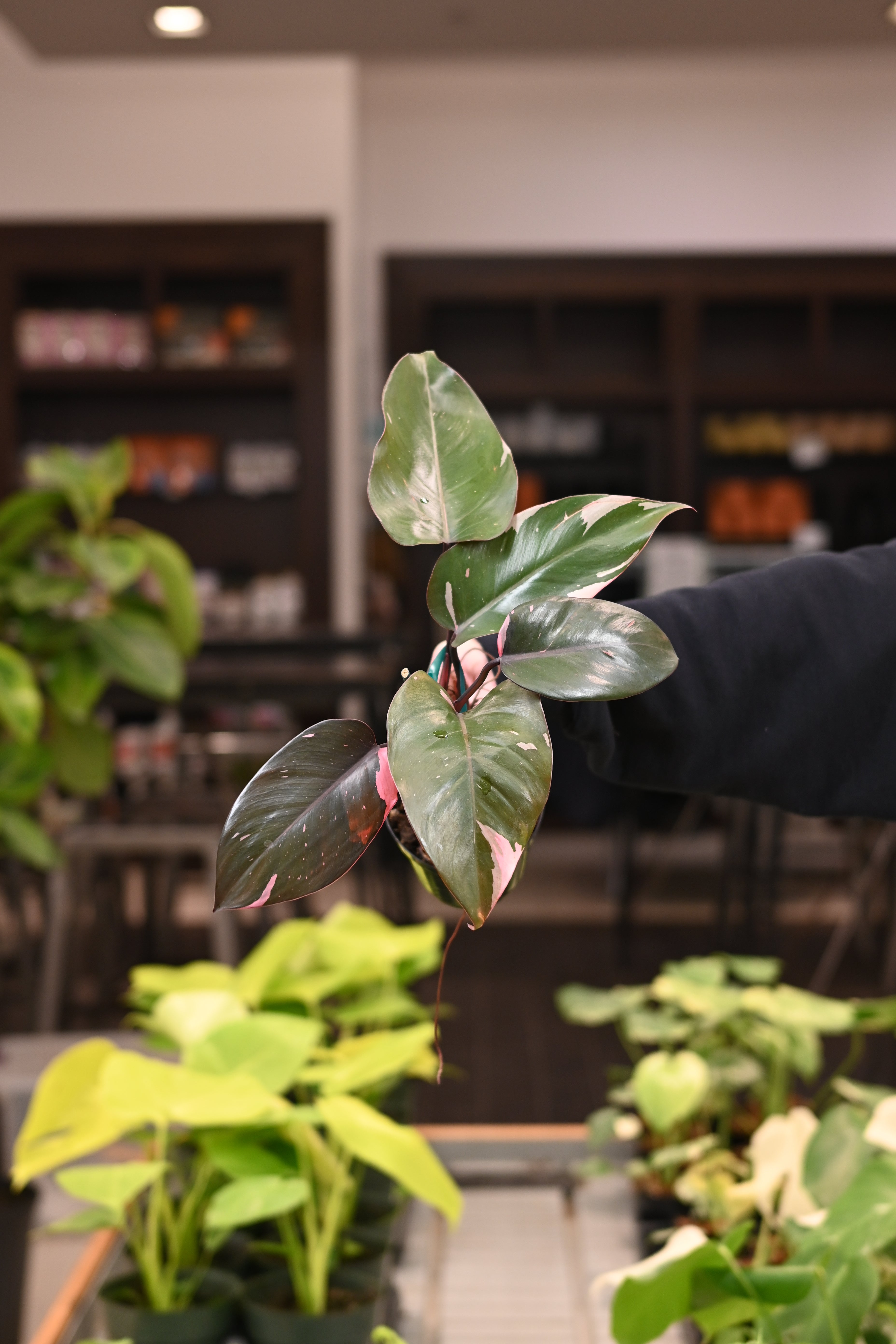 Pink Princess Philodendron Marble King