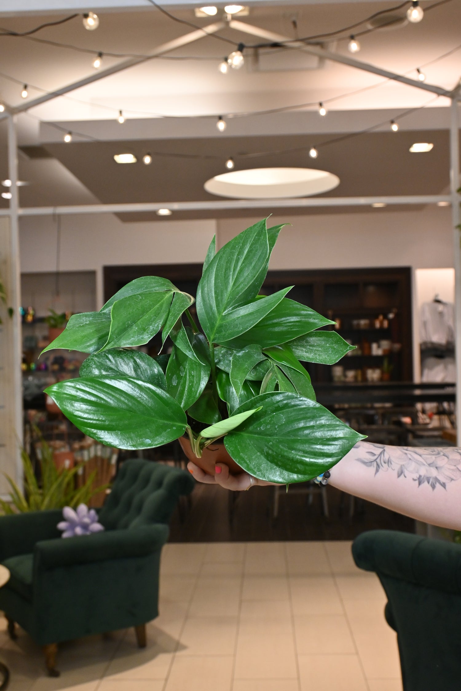 dragon tail plant indoor Rhaphidophora Decursiva 'Dragon Tail' – Lost in the Forrest