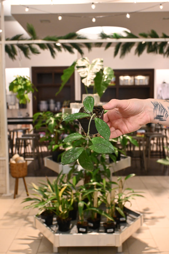 Hoya Carnosa &