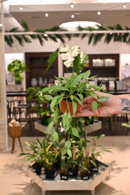 Hoya Lacunosa Mint
