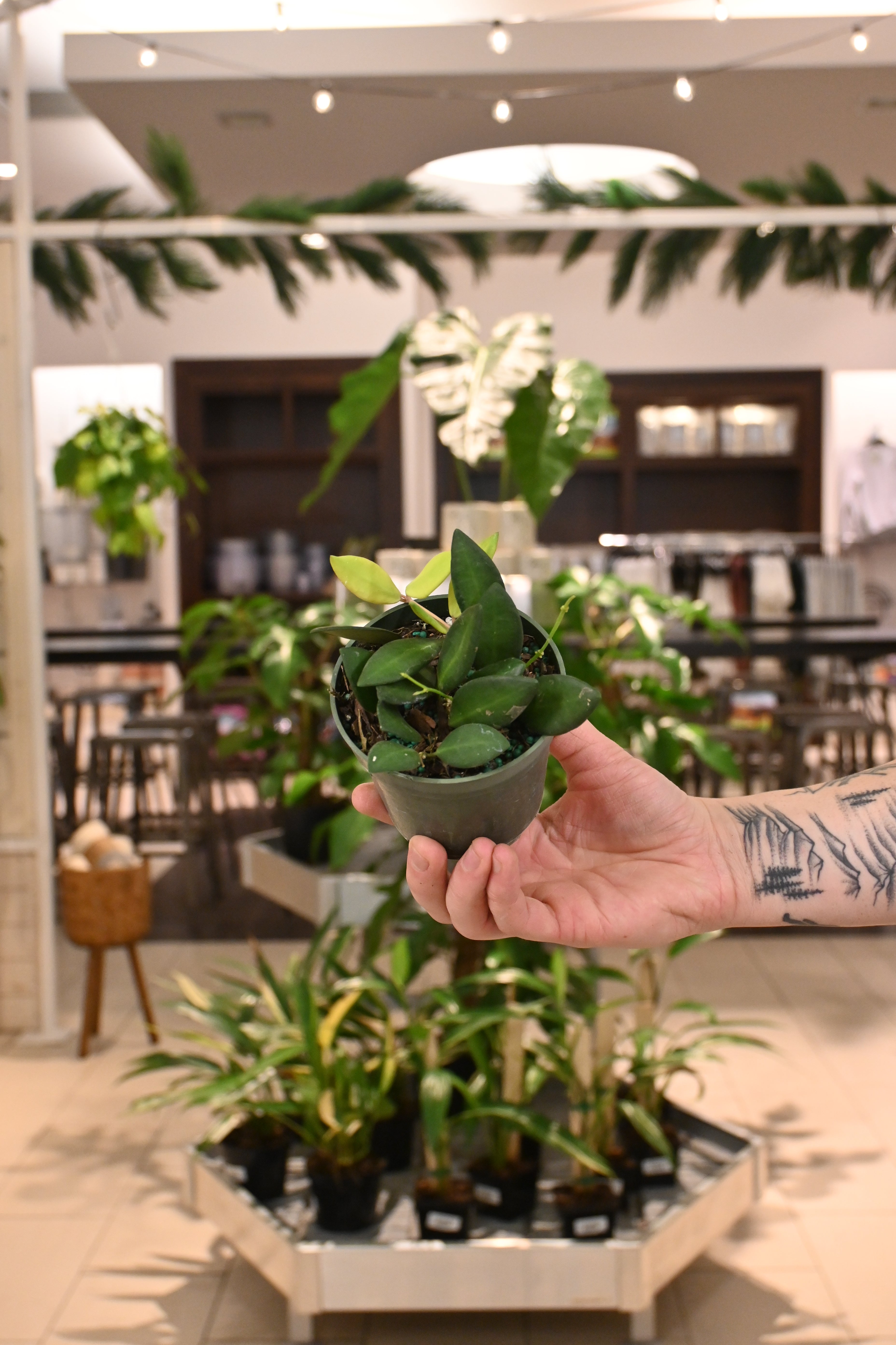 Hoya Burtoniae Reverted