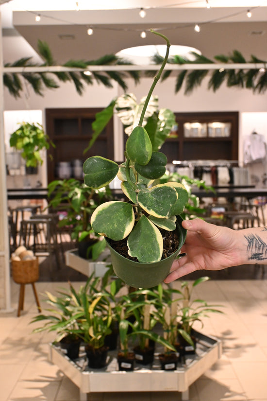 Hoya Kerrii Outer Variegation