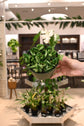 Hoya Compacta