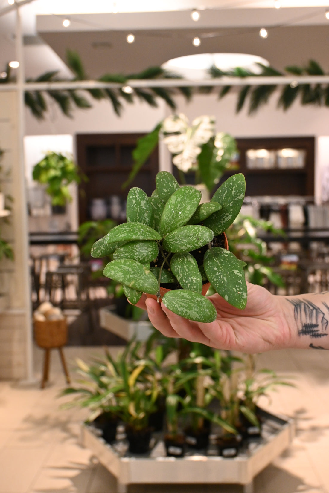 Hoya Sigillatis Round Leaf