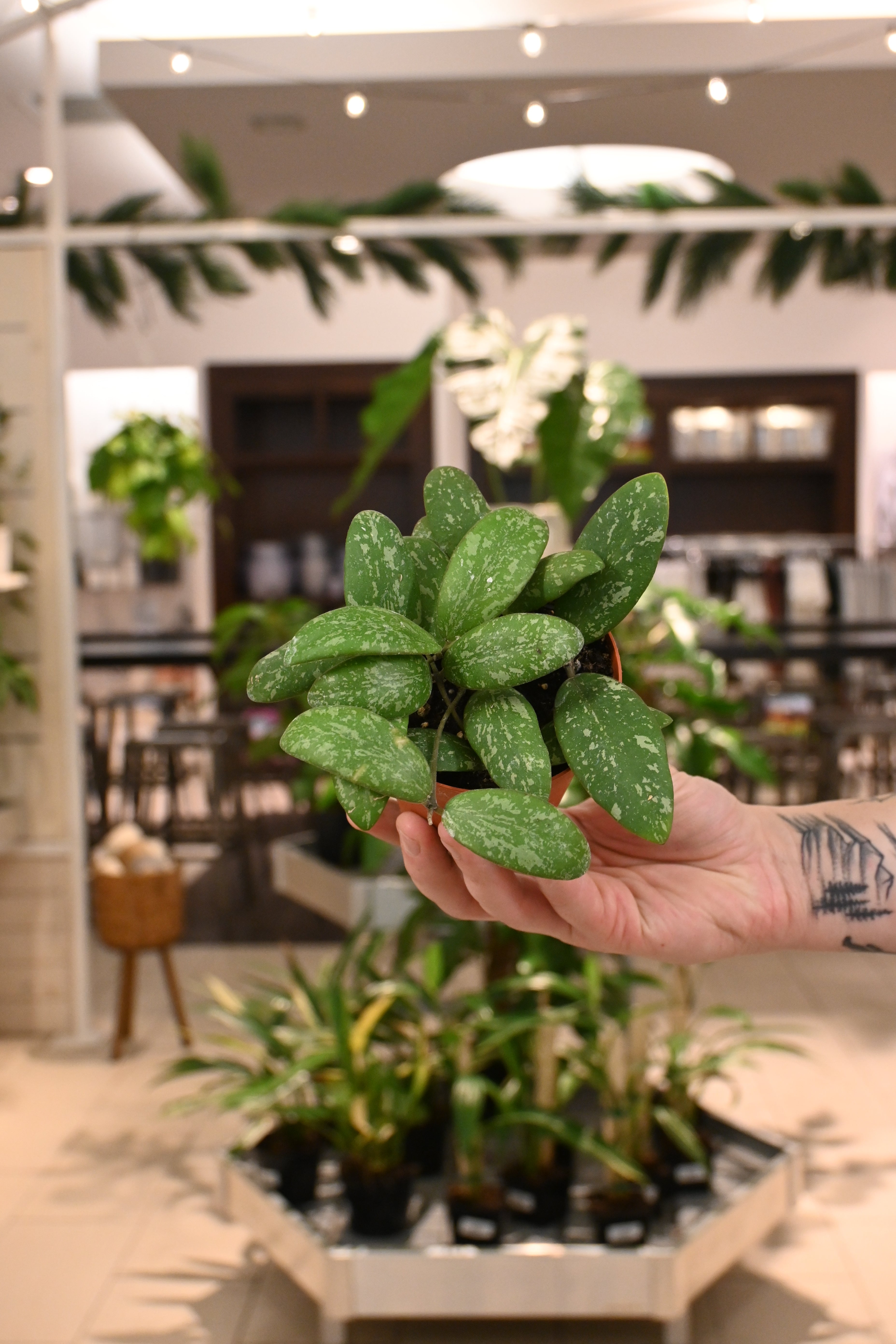 Hoya Sigillatis Round Leaf