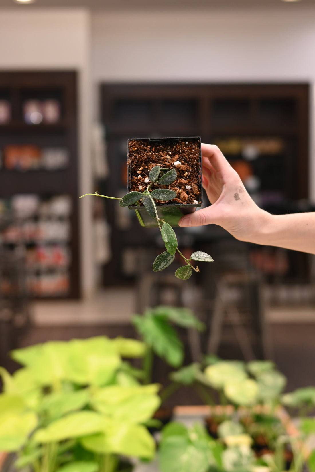 Hoya Edamame