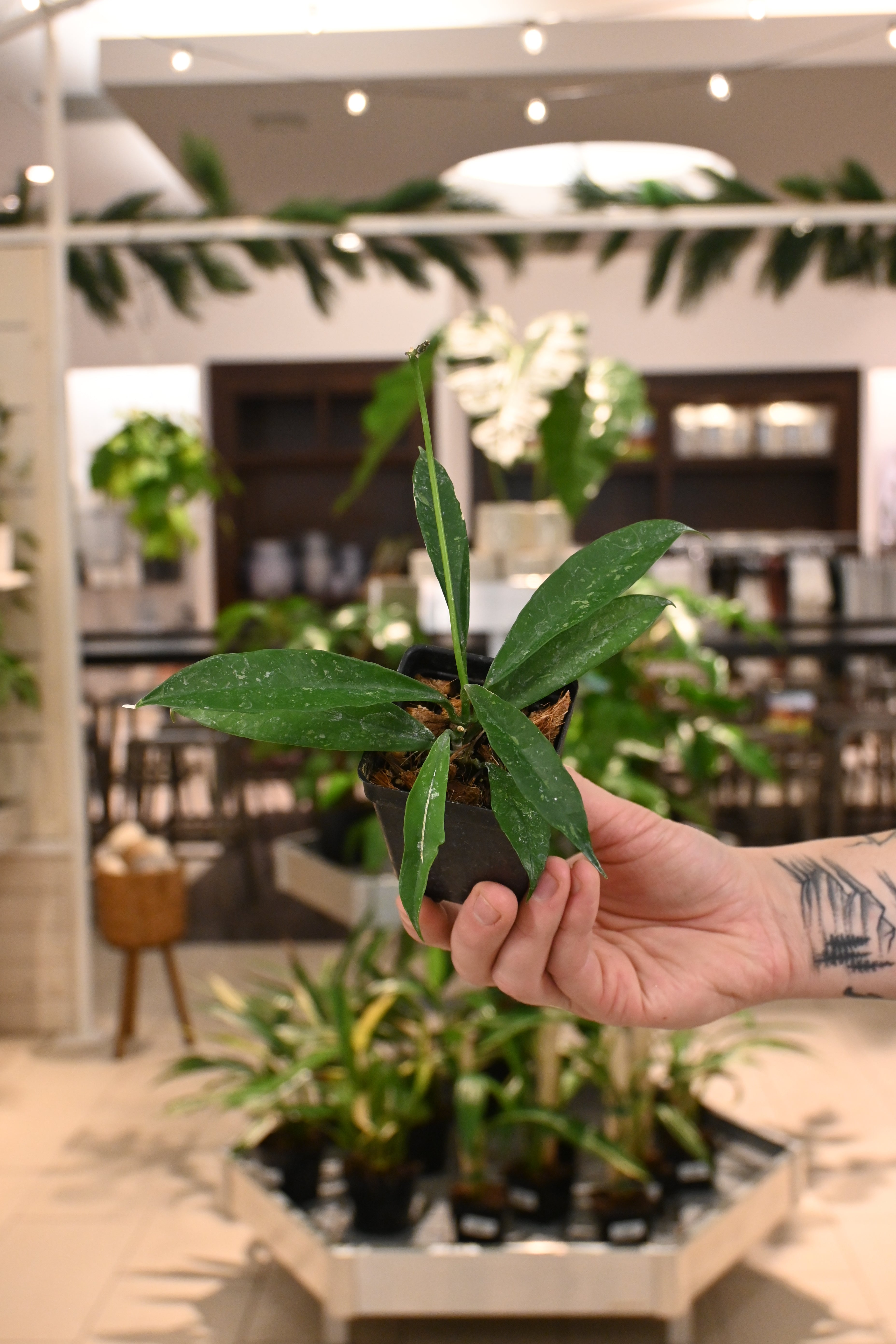 Hoya Griffithii Splash