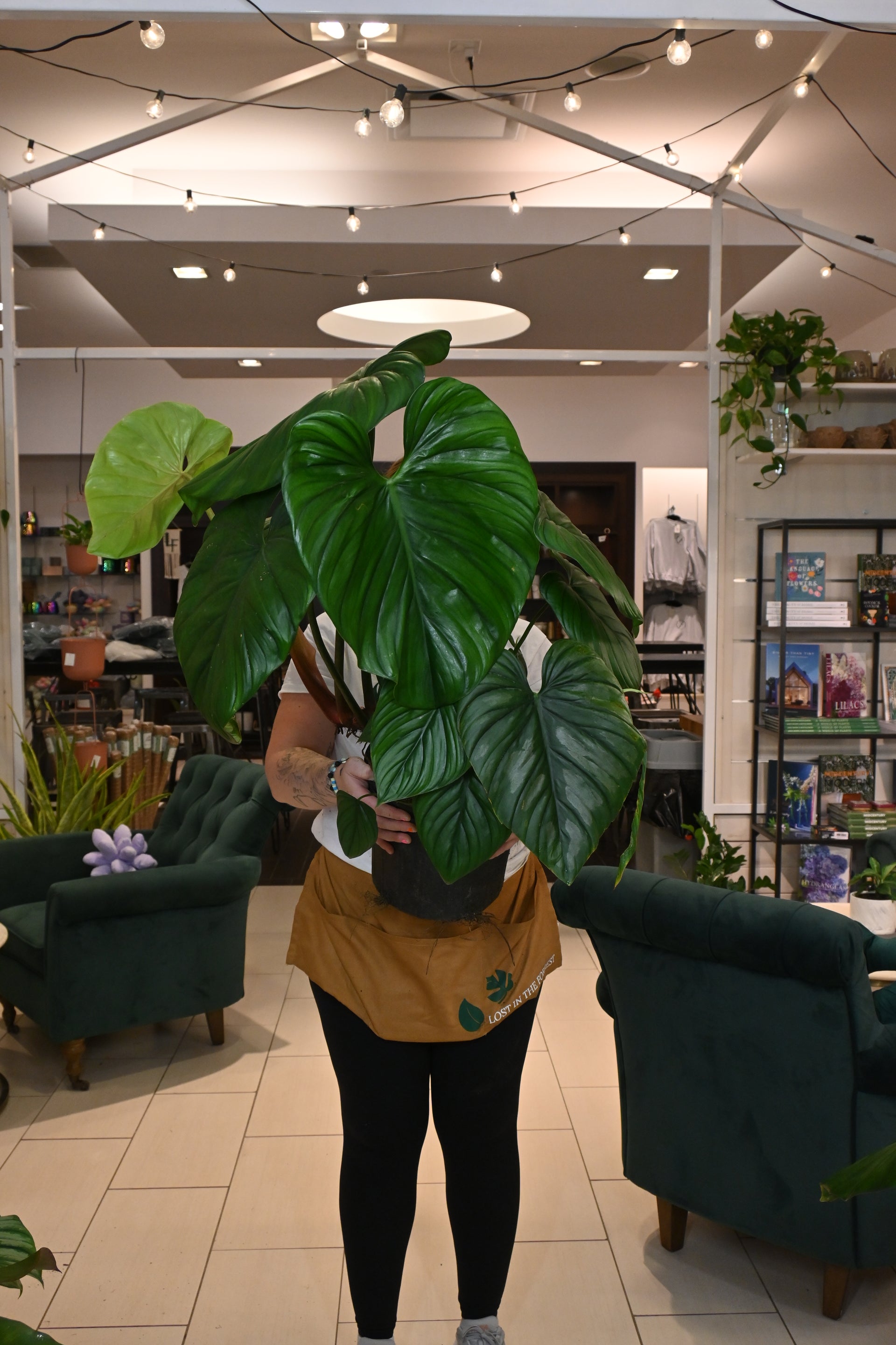 philodendron grimpant de colombie Philodendron Colombia – Lost in the Forrest
