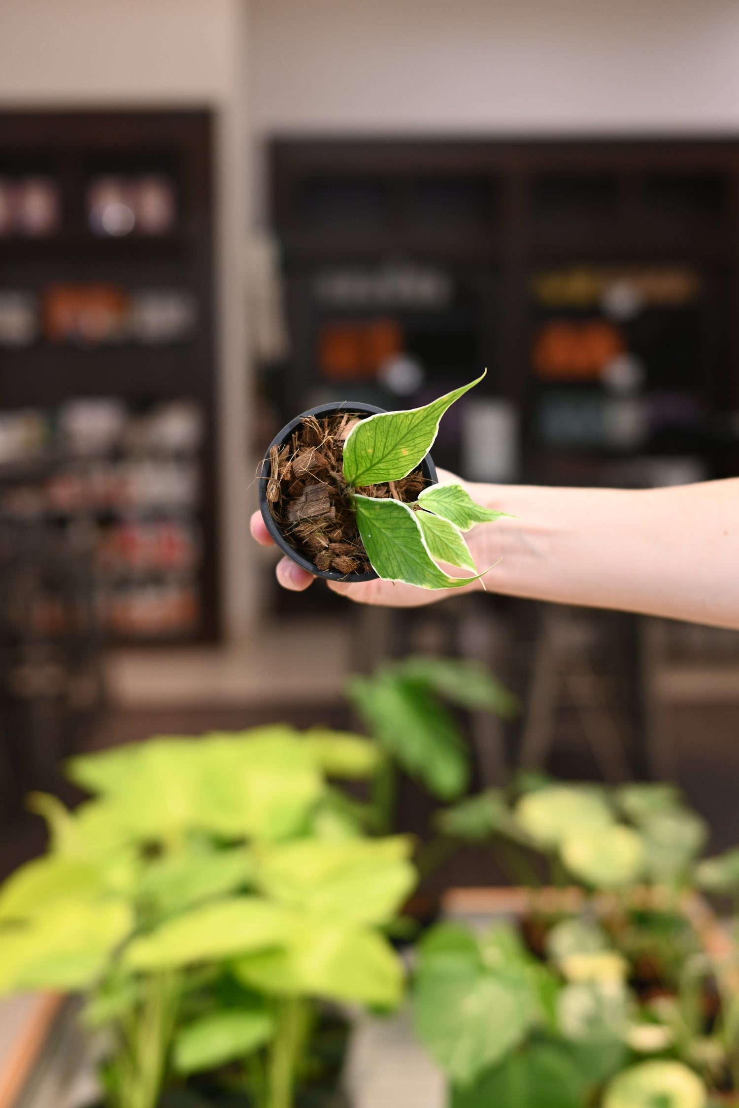 Hoya Polyneura Outer Variegated