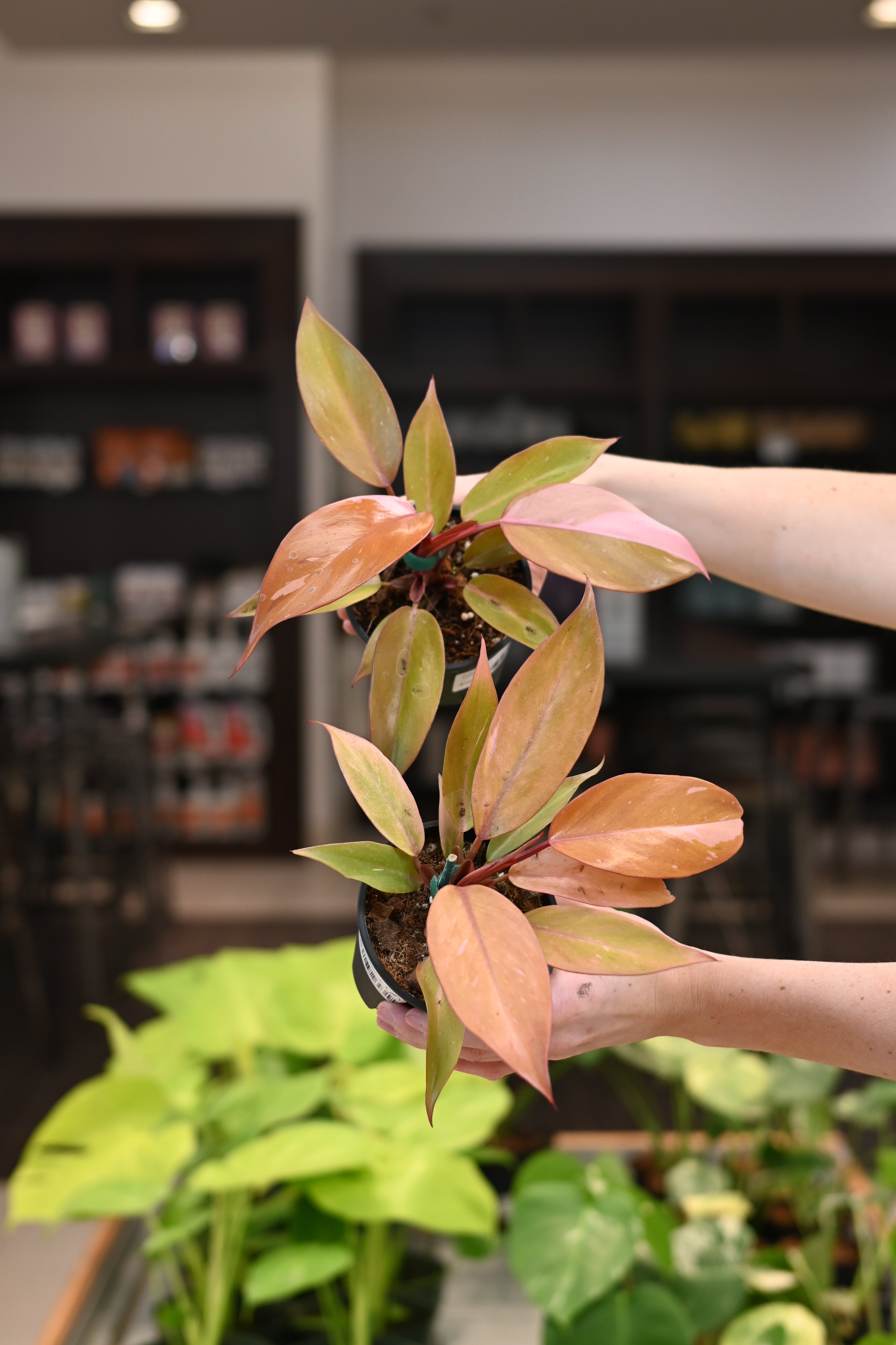 Philodendron 'Persimmon Princess' – Lost in the Forrest