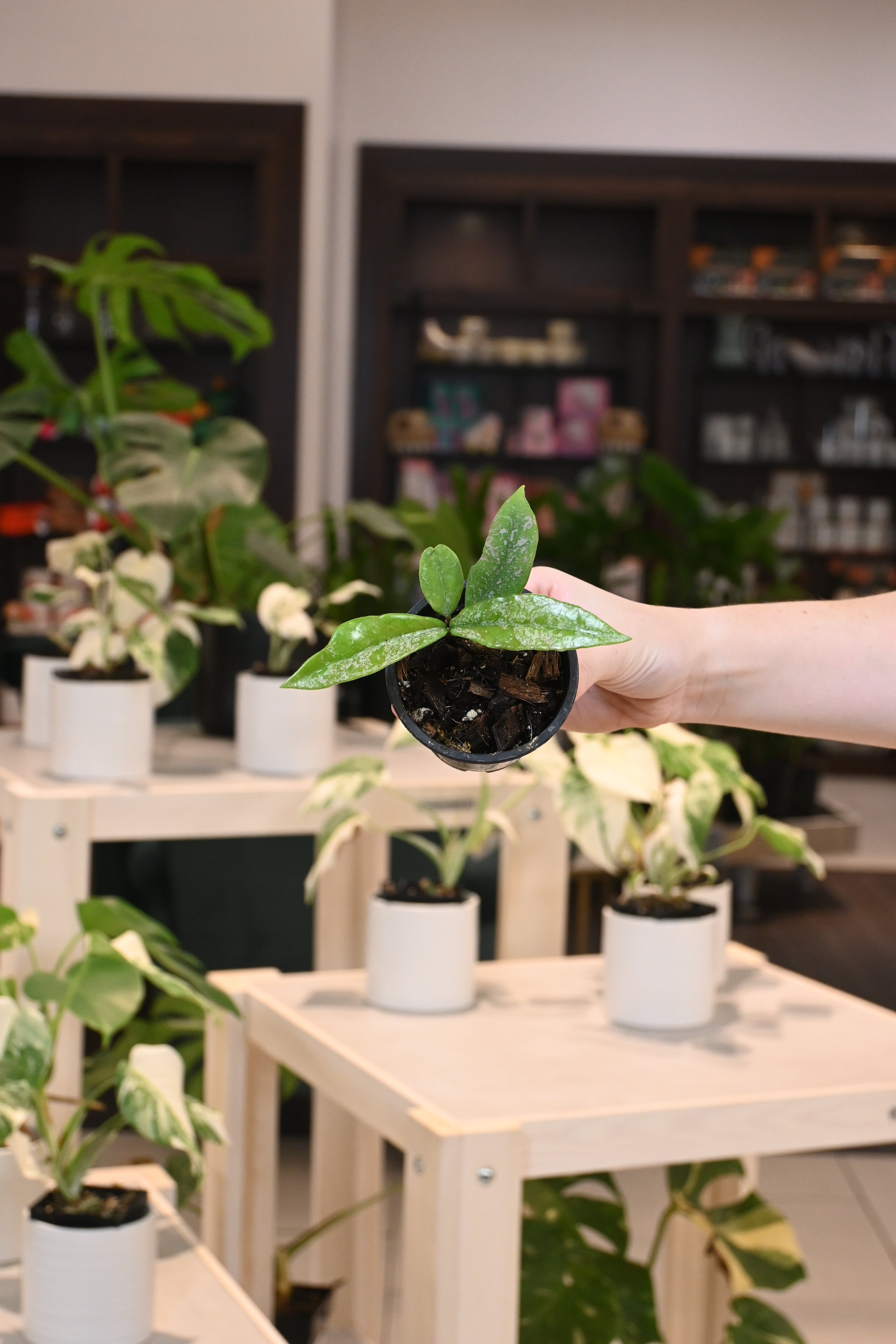 Hoya Wilbur Graves (China)