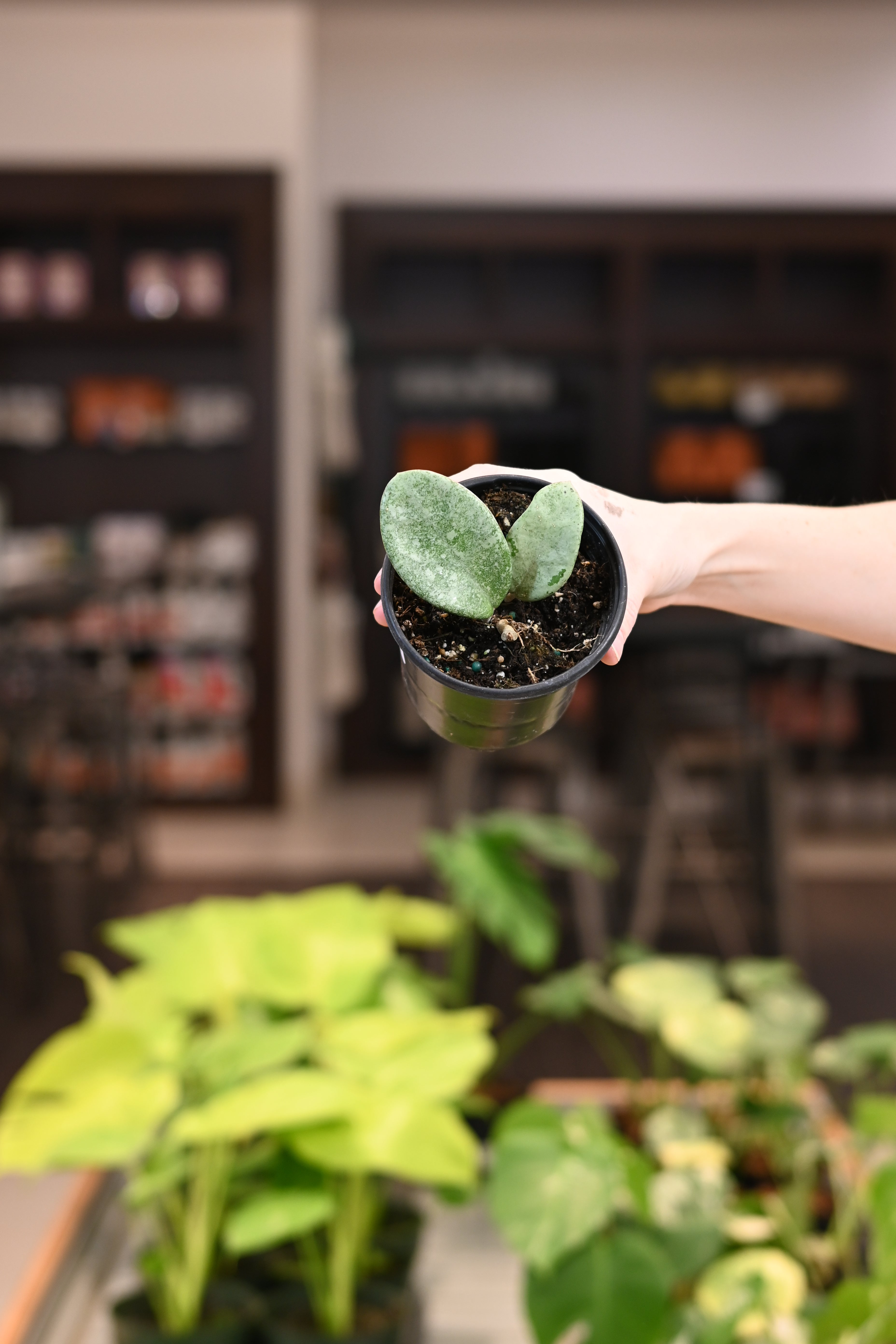 Hoya Nova Ghost