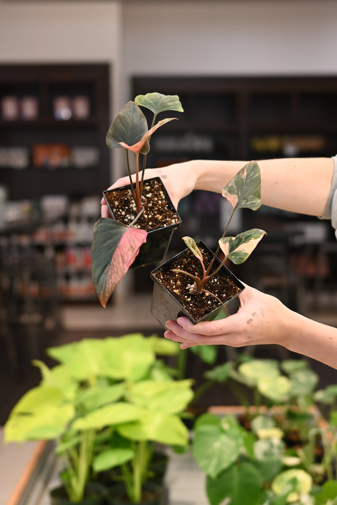 Homalomena Pink Diamond