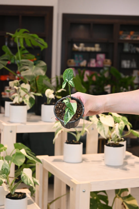 Syngonium Red Spot Tri Color