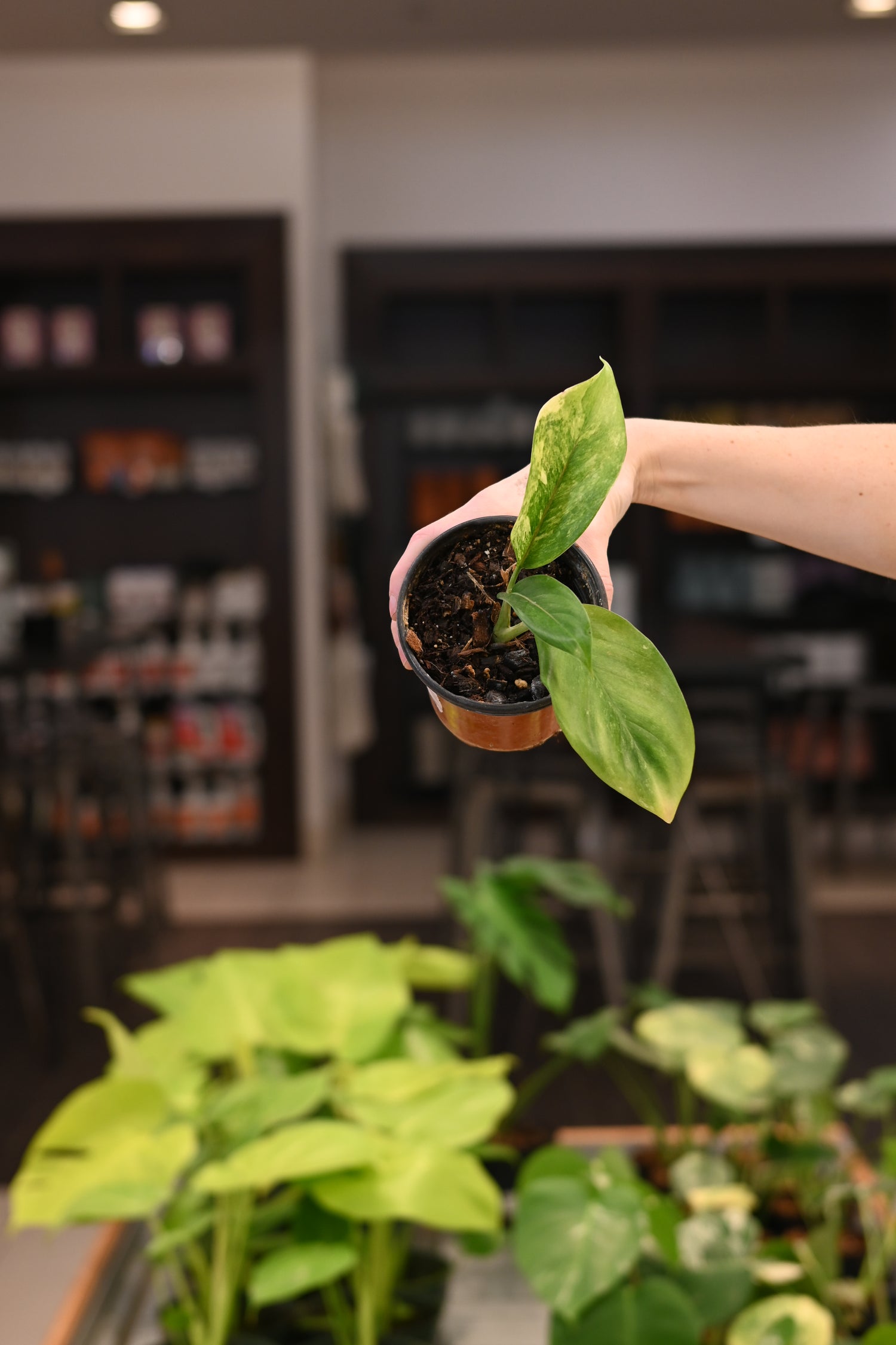 Aglaonema Yok Siam White