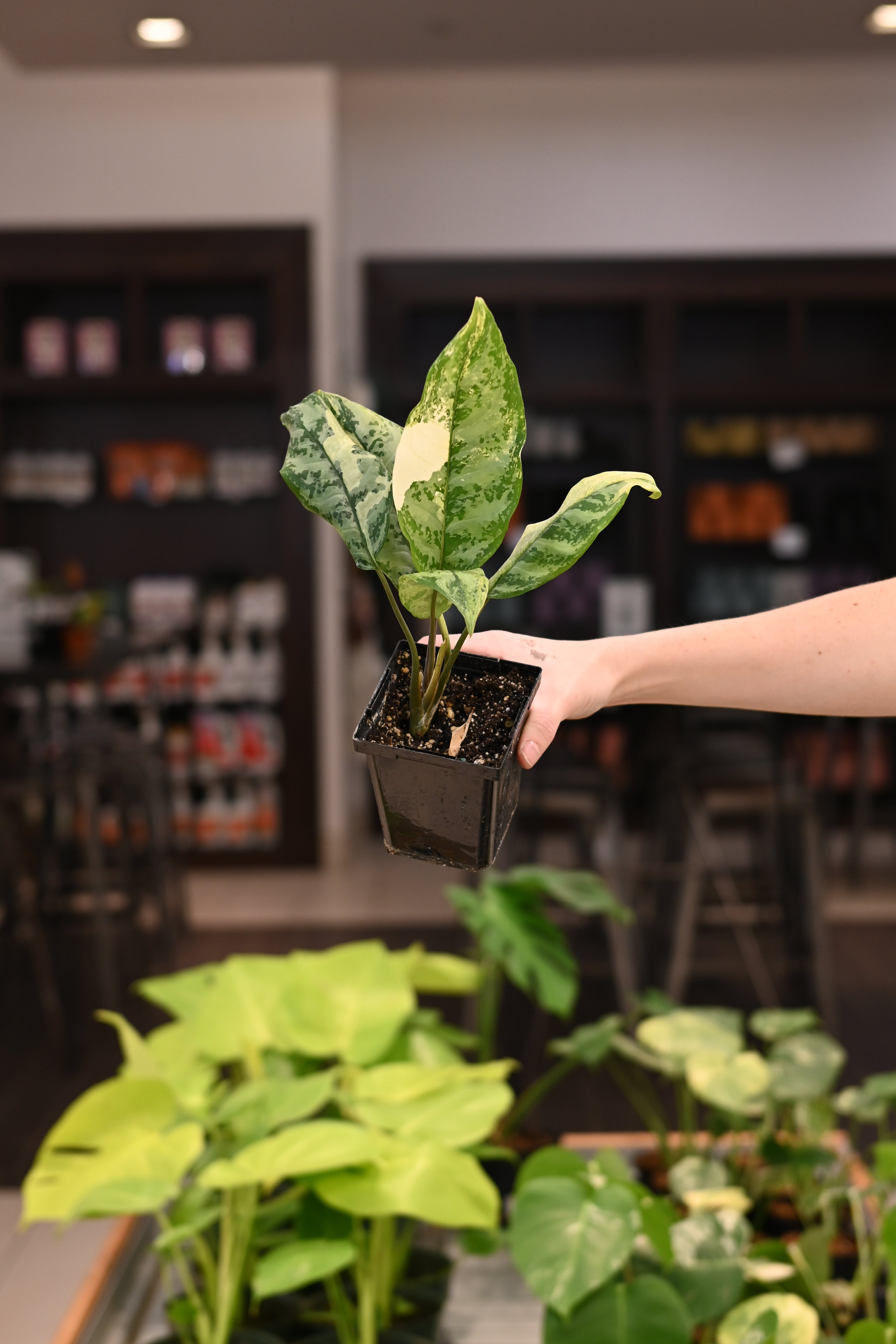 Aglaonema Commutatum Variegated – Lost in the Forrest