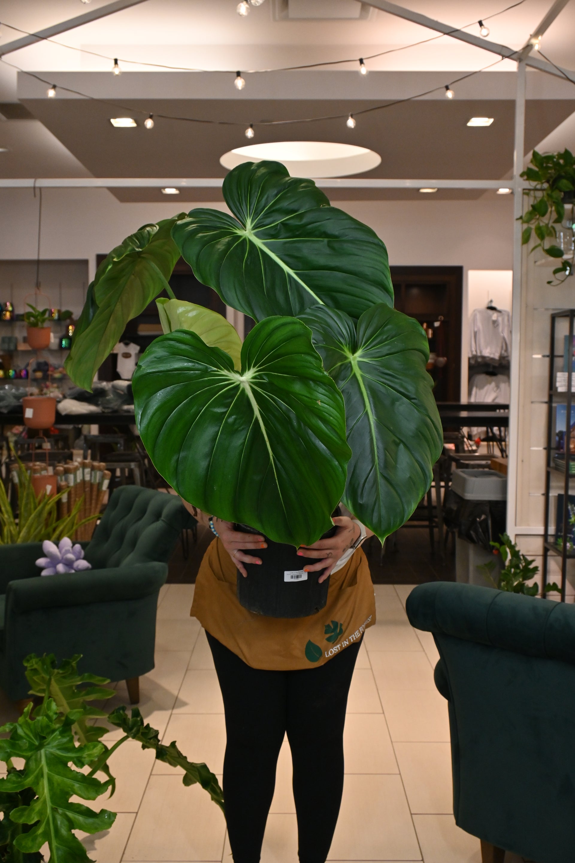 philodendron cross mcdowell Philodendron McDowell – Lost in the Forrest