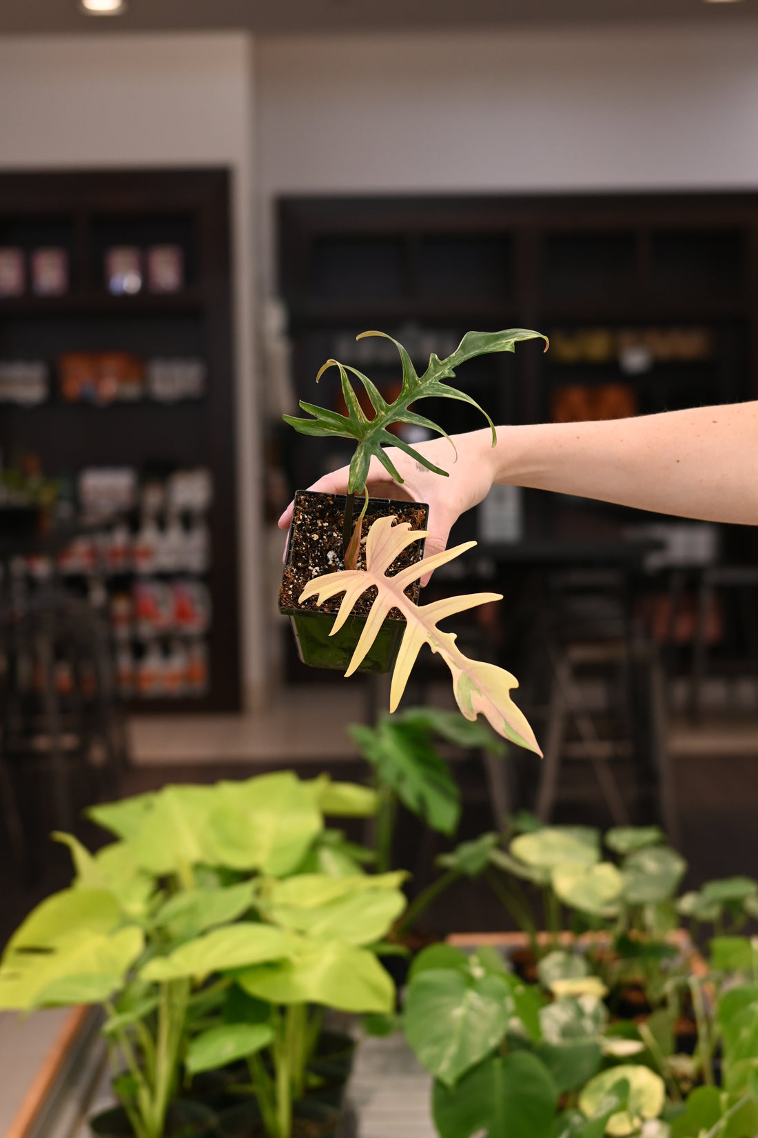 Philodendron Florida Beauty X Tortum