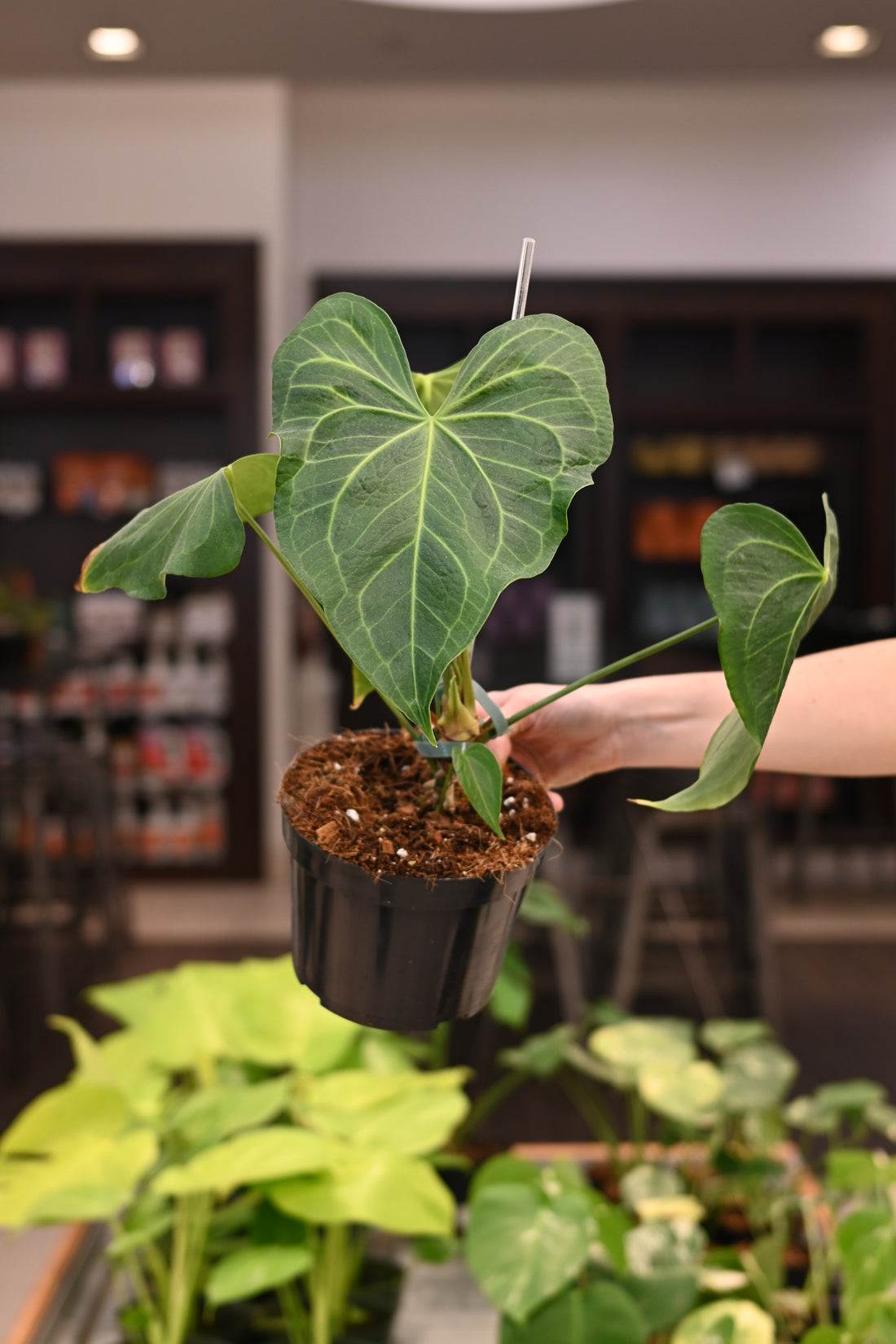 Anthurium &
