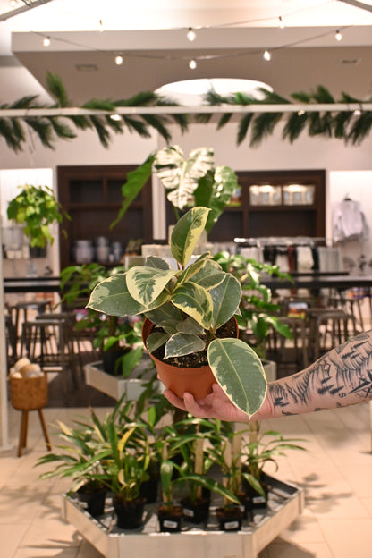 Ficus Tineke