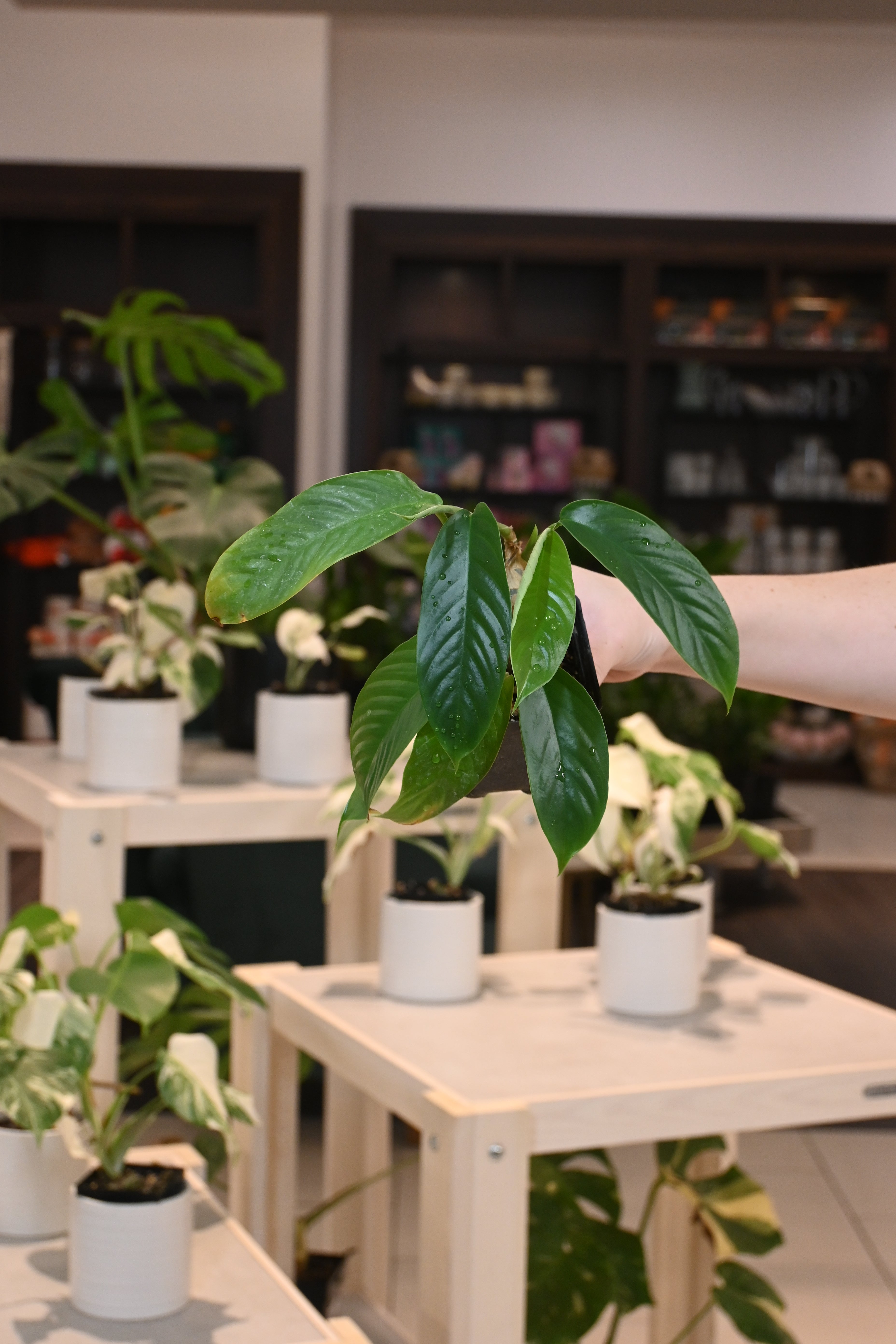 Rhaphidophora Hookeri