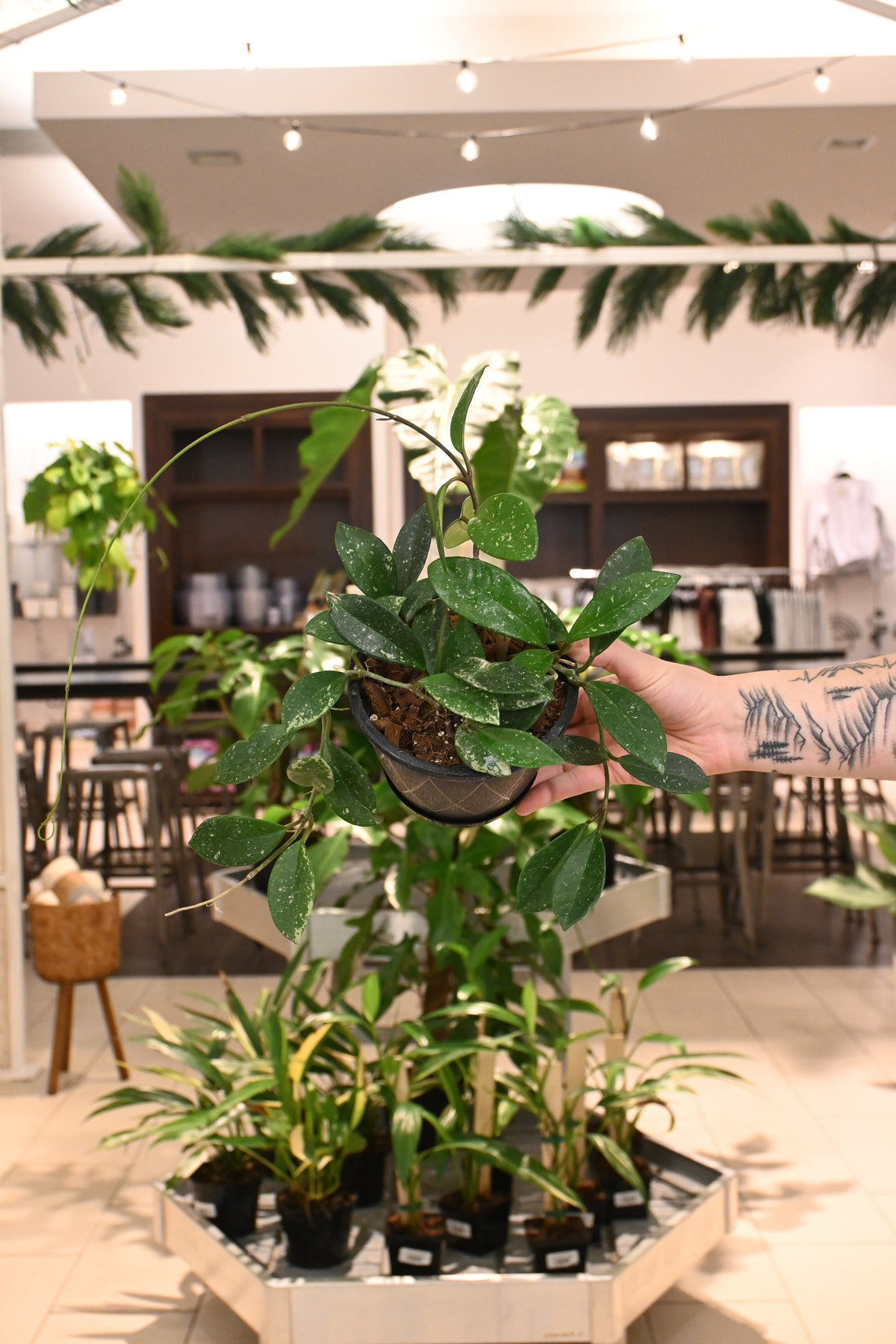 Hoya AH 074 (Silver)