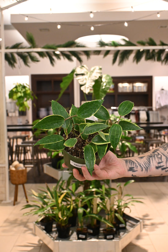 Hoya Macrophylla
