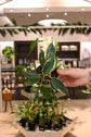Hoya Macrophylla
