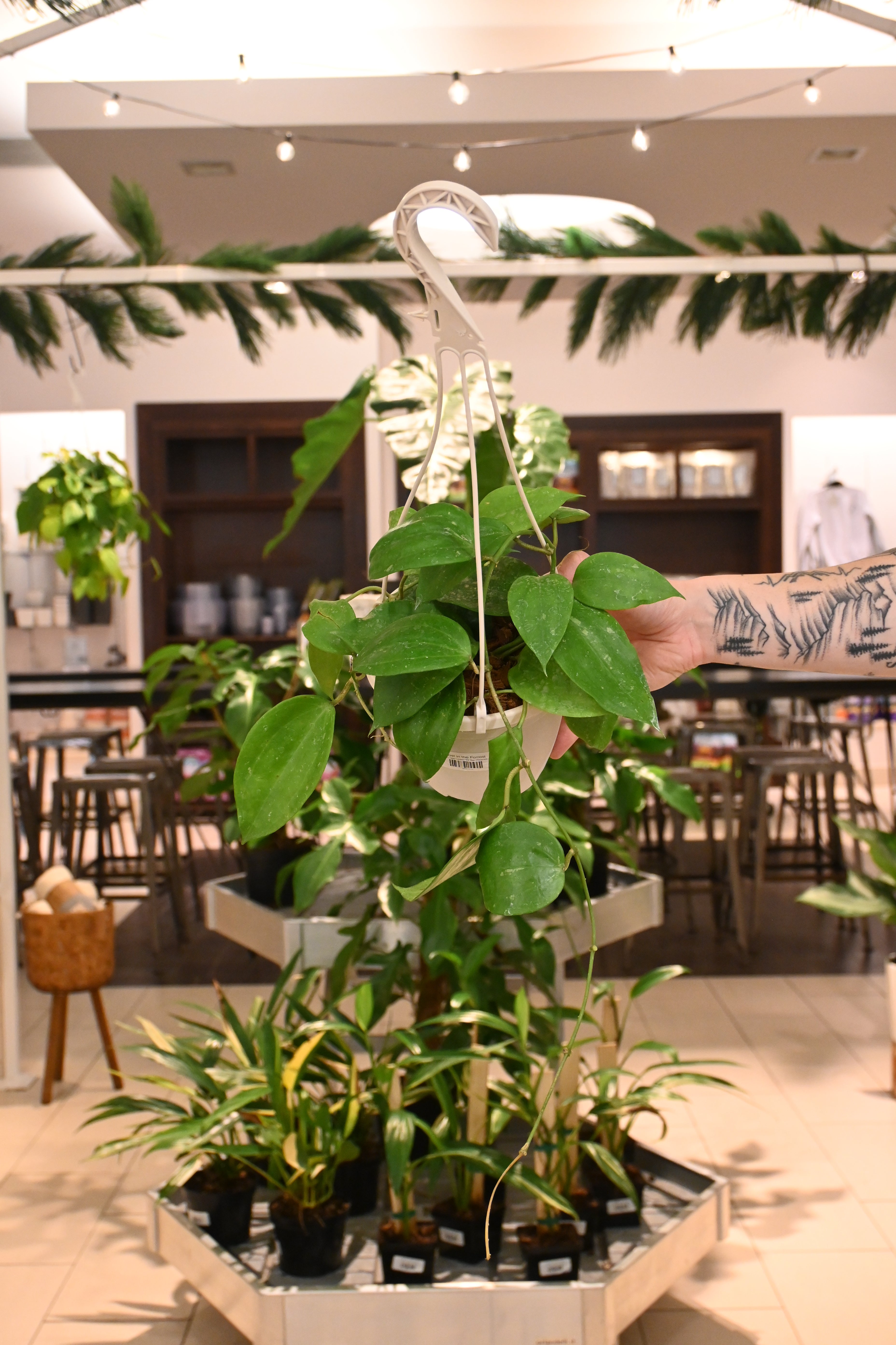 Hoya Latifolia &