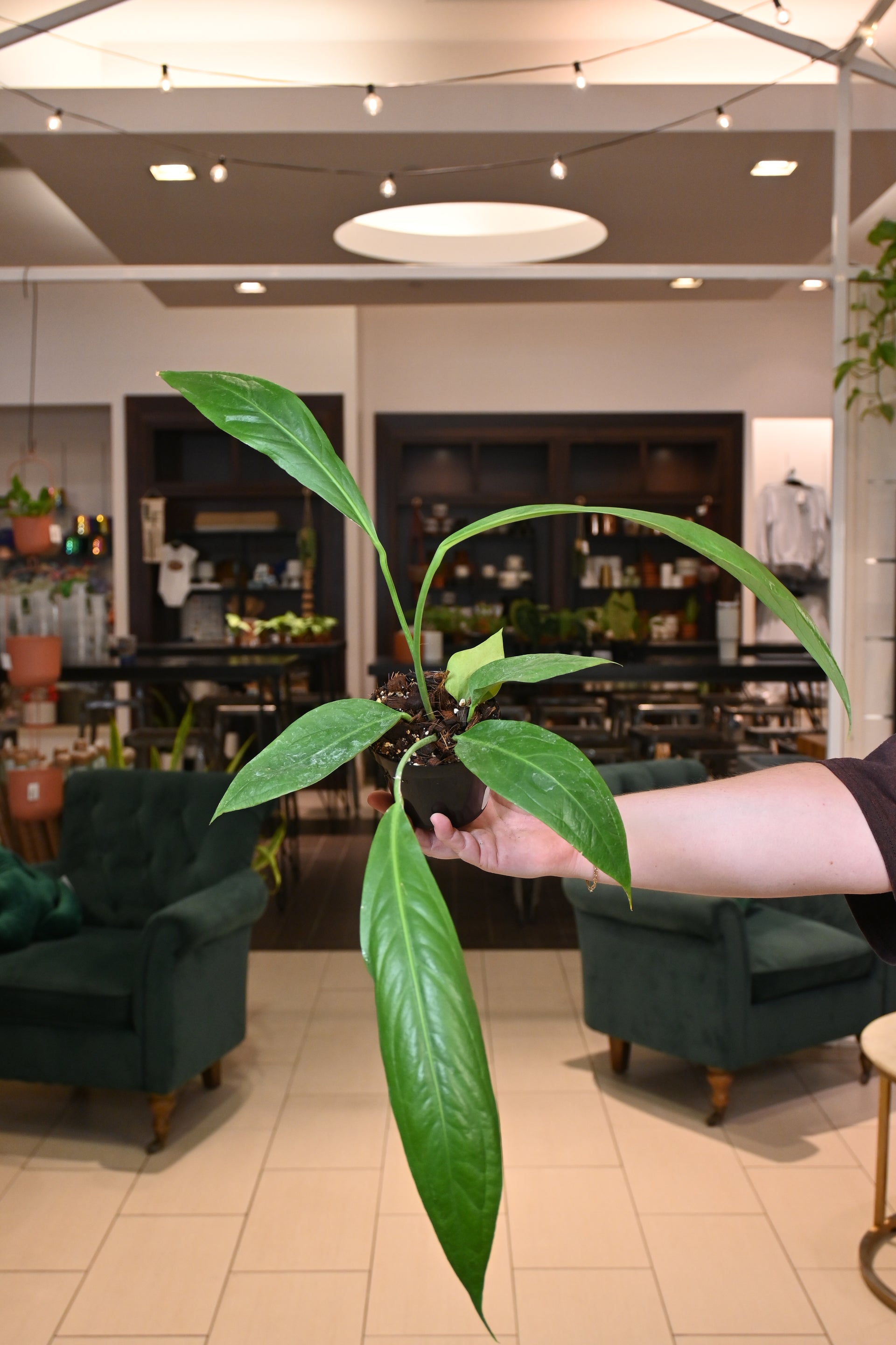 anthurium big bill for sale Anthurium Big Bill – Lost in the Forrest