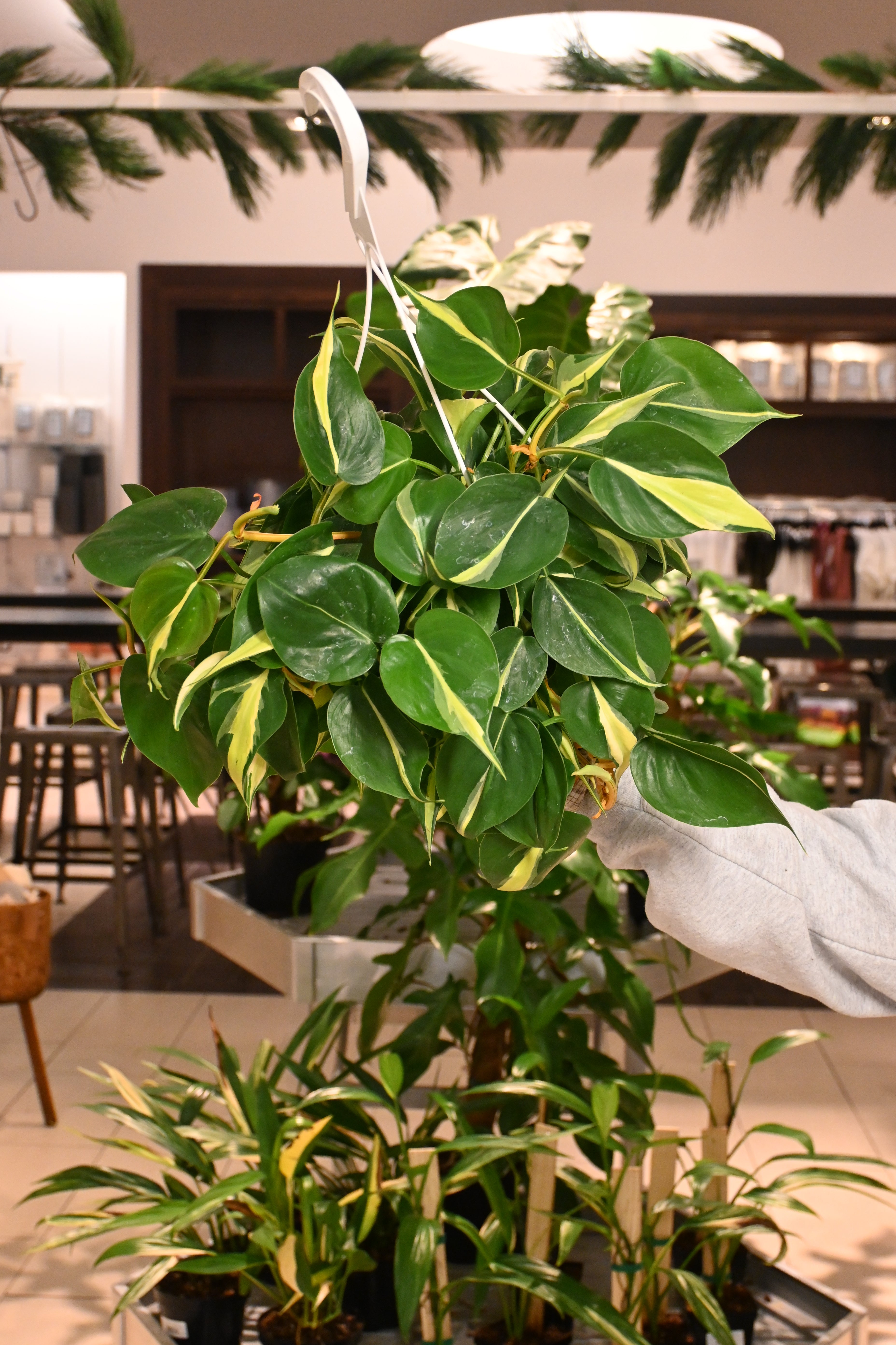 Philodendron Silver Stripe